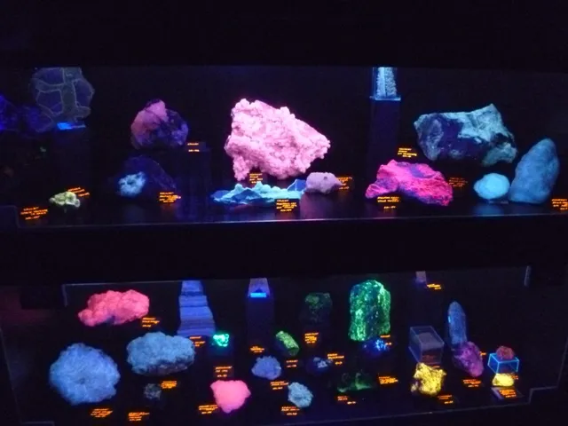Estantes con minerales y rocas que brillan en vibrantes tonos rosa, verde y azul bajo luz ultravioleta dentro de una vitrina oscura.