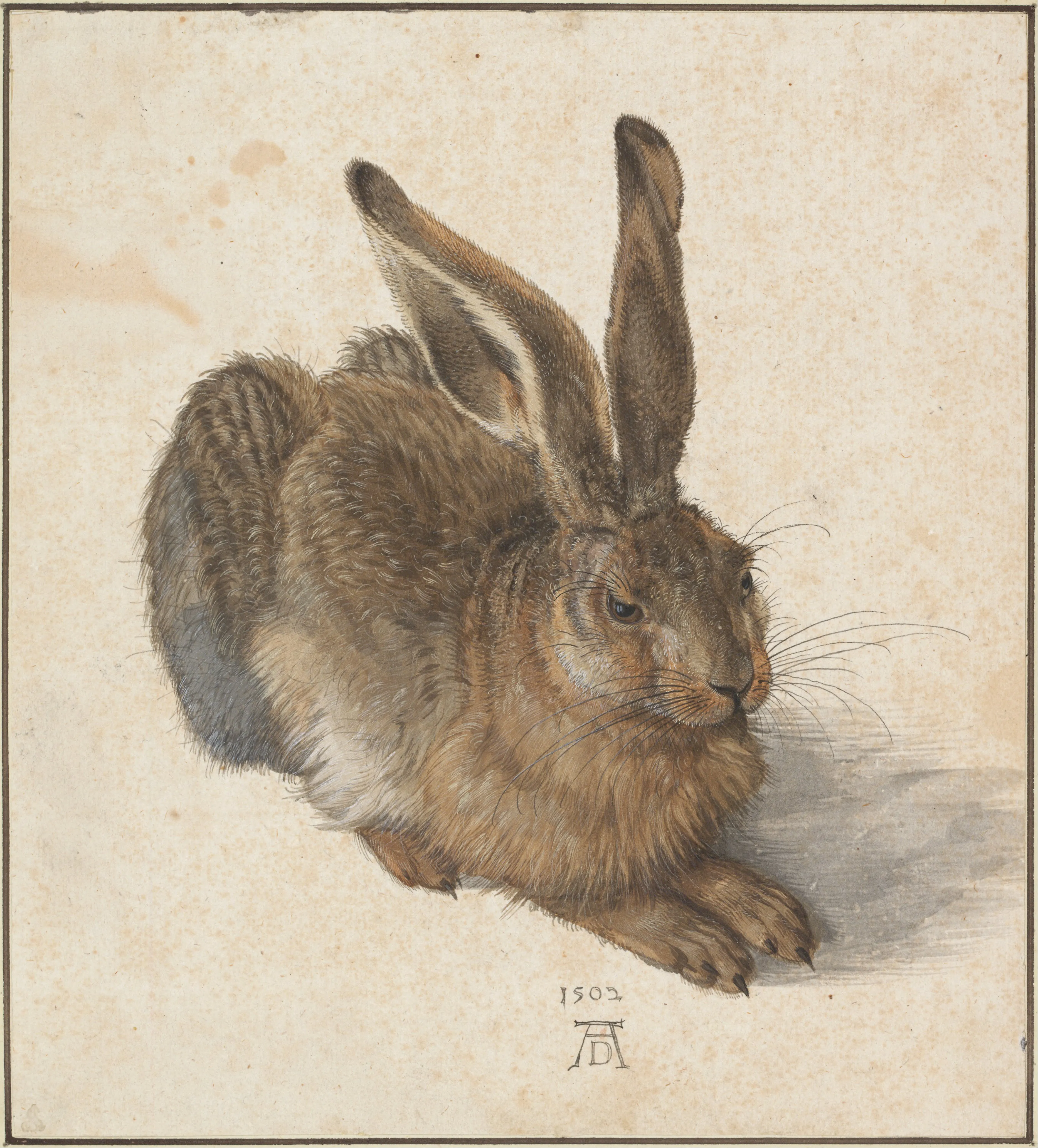 een gedetailleerde tekening van een haas met lange oren en vachttextuur op oud papier