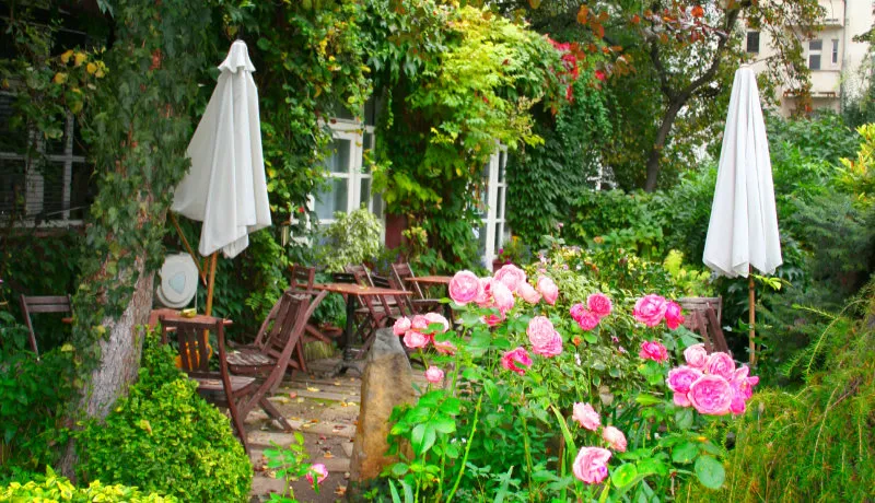 Garden courtyard with wooden furniture, white umbrellas, and pink roses surrounded by greenery