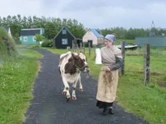 A person in historical costume walks alongside a brown and white cow on a gravel path with traditional turf-roofed buildings in the background at the Árbær Open Air Museum.