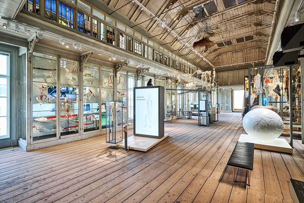 Przestronne wnętrze muzeum z drewnianymi podłogami, szklanymi gablotami wzdłuż ścian, wysokim sufitem z odsłoniętymi belkami i dużą białą kulistą ekspozycją na pierwszym planie.