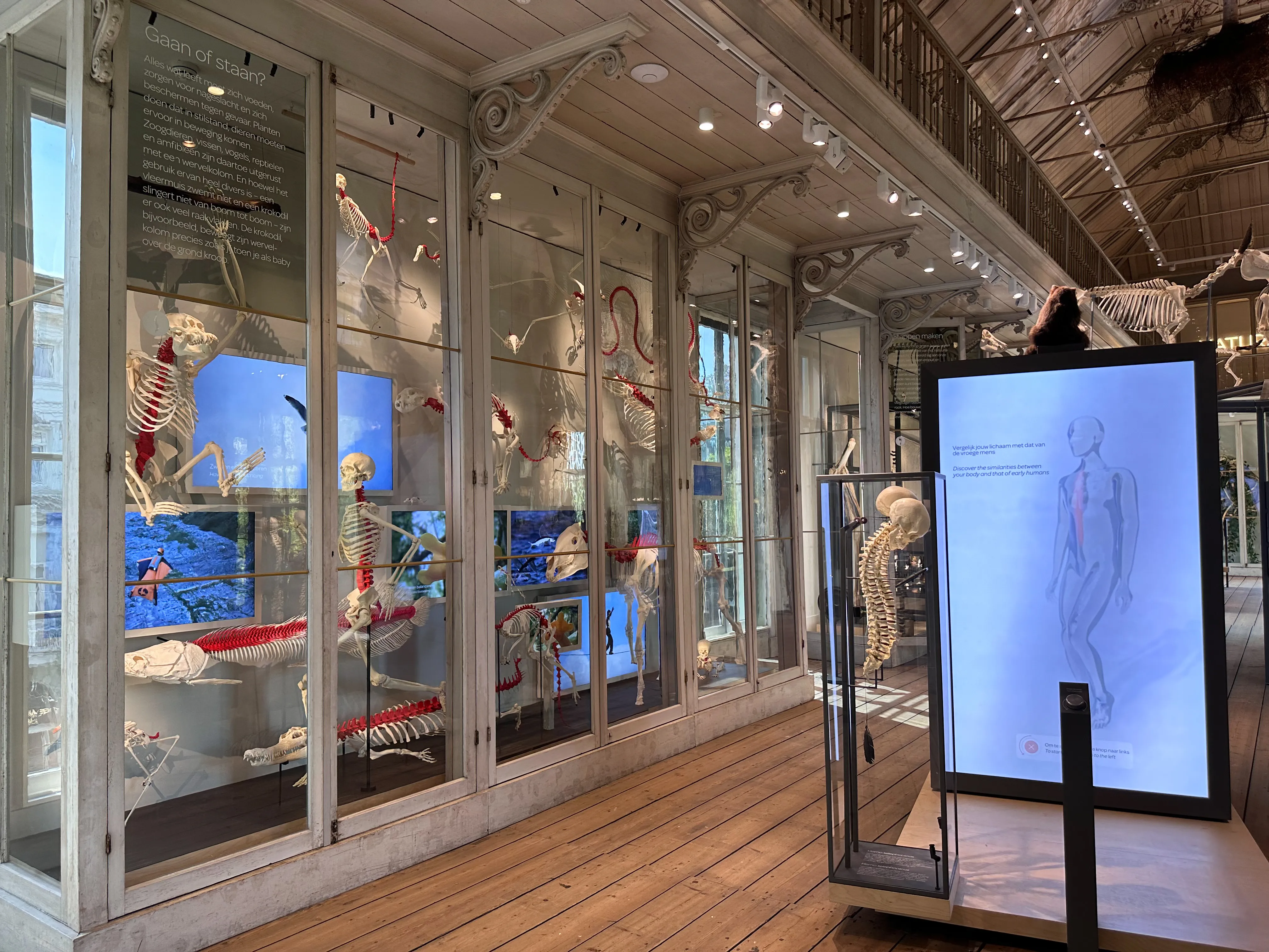 Wnętrze muzeum ze szklanymi gablotami prezentującymi szkielety i modele anatomiczne, drewnianą podłogą oraz cyfrowym ekranem pokazującym schemat ludzkiego ciała.