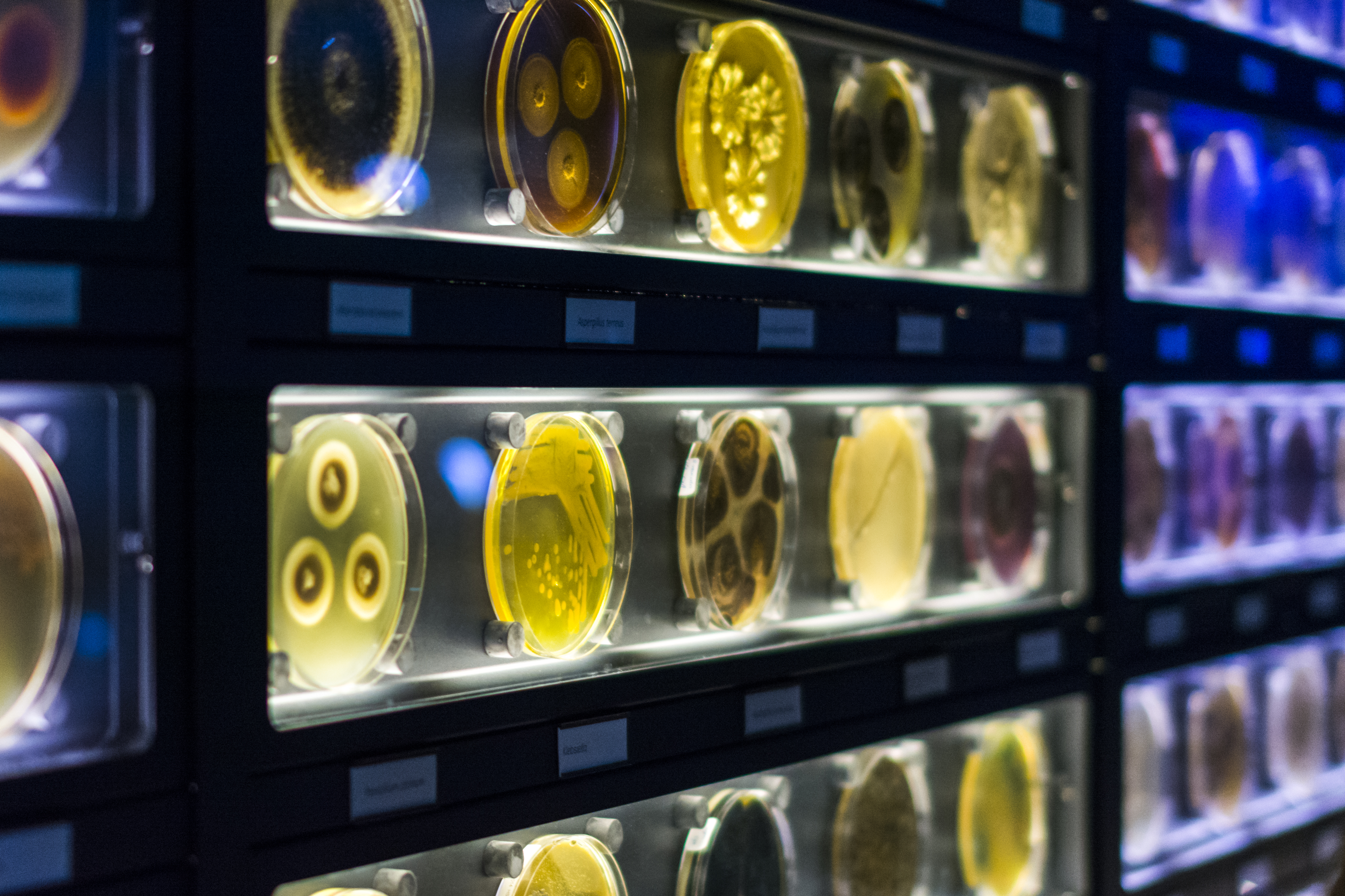 Rijen verlichte petrischalen met kleurrijke microbiële culturen in een museumexpositie