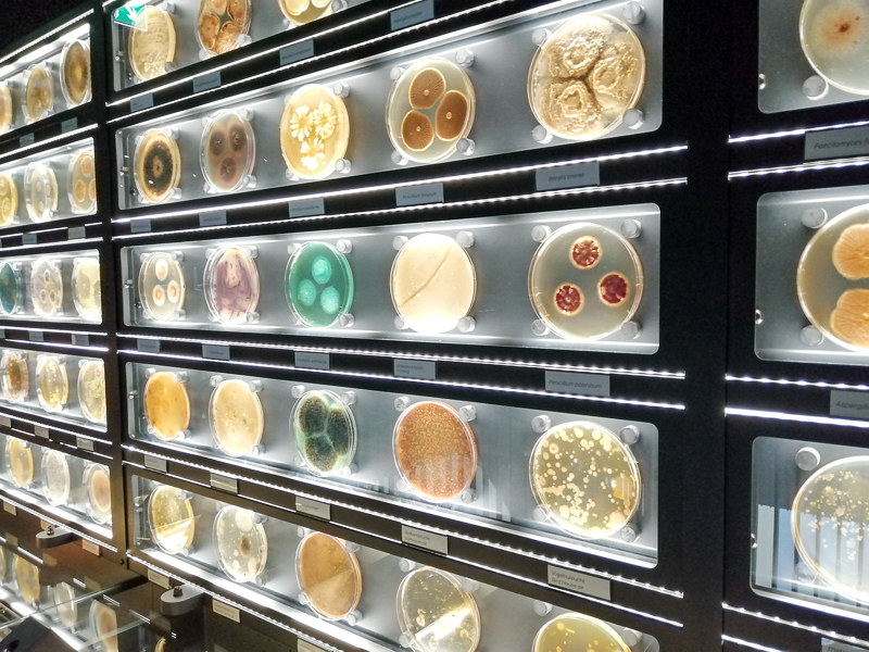 Illuminated wall display of colorful petri dishes with various microbial cultures in a museum exhibit