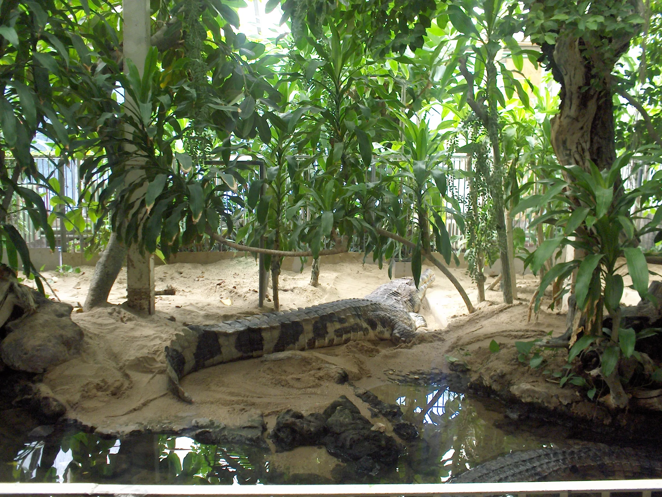 A large reptile resting on sand near water in a lush, green enclosure with tropical plants and trees