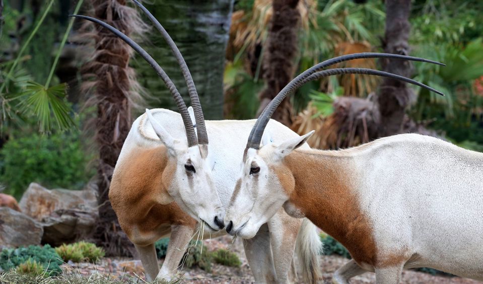 Dos órices con cuernos largos y curvos parados juntos en un recinto ajardinado de zoológico con palmeras y vegetación.