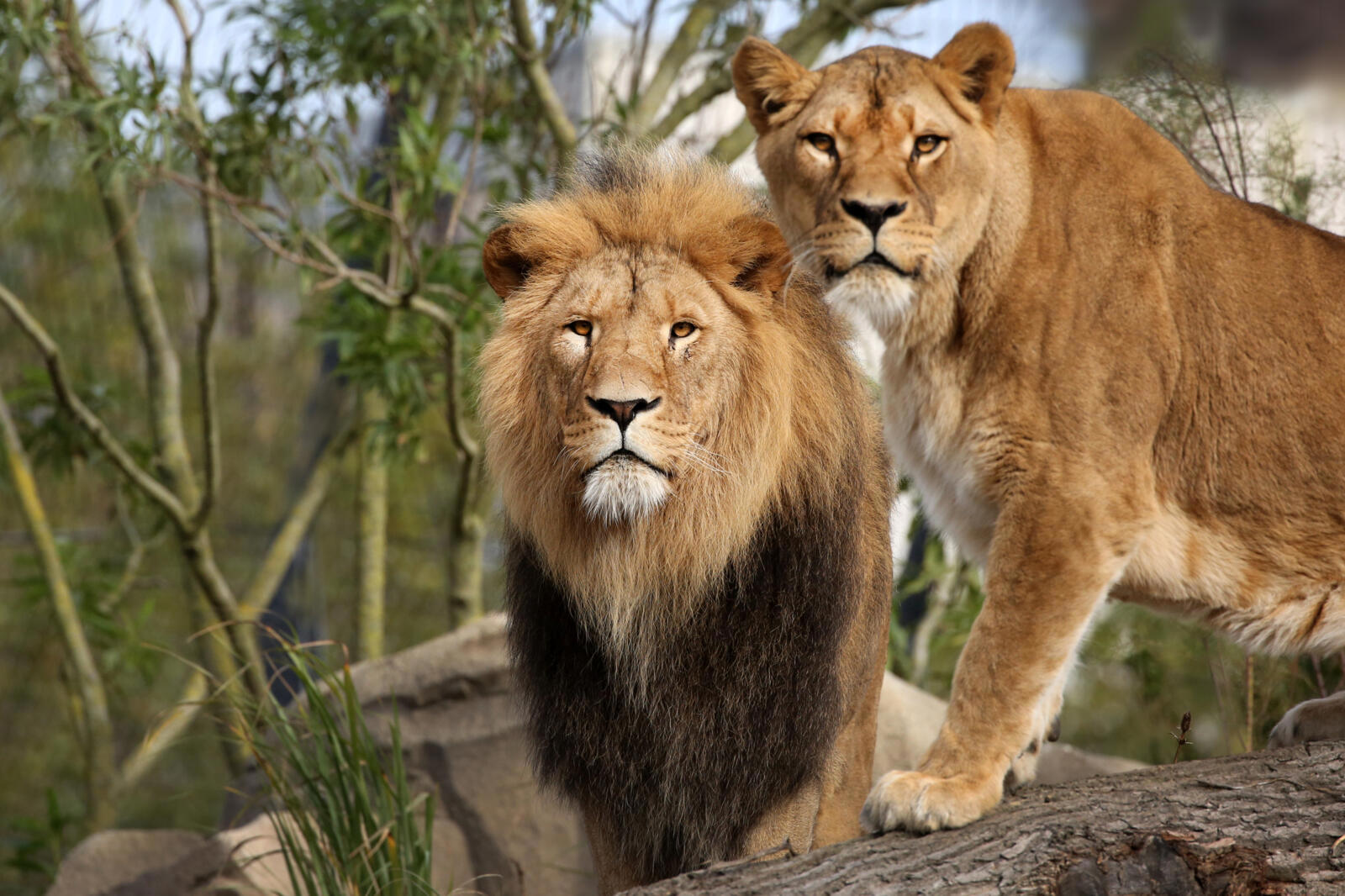 Dos leones, un macho con melena oscura y una hembra, de pie sobre una superficie rocosa con árboles y follaje al fondo
