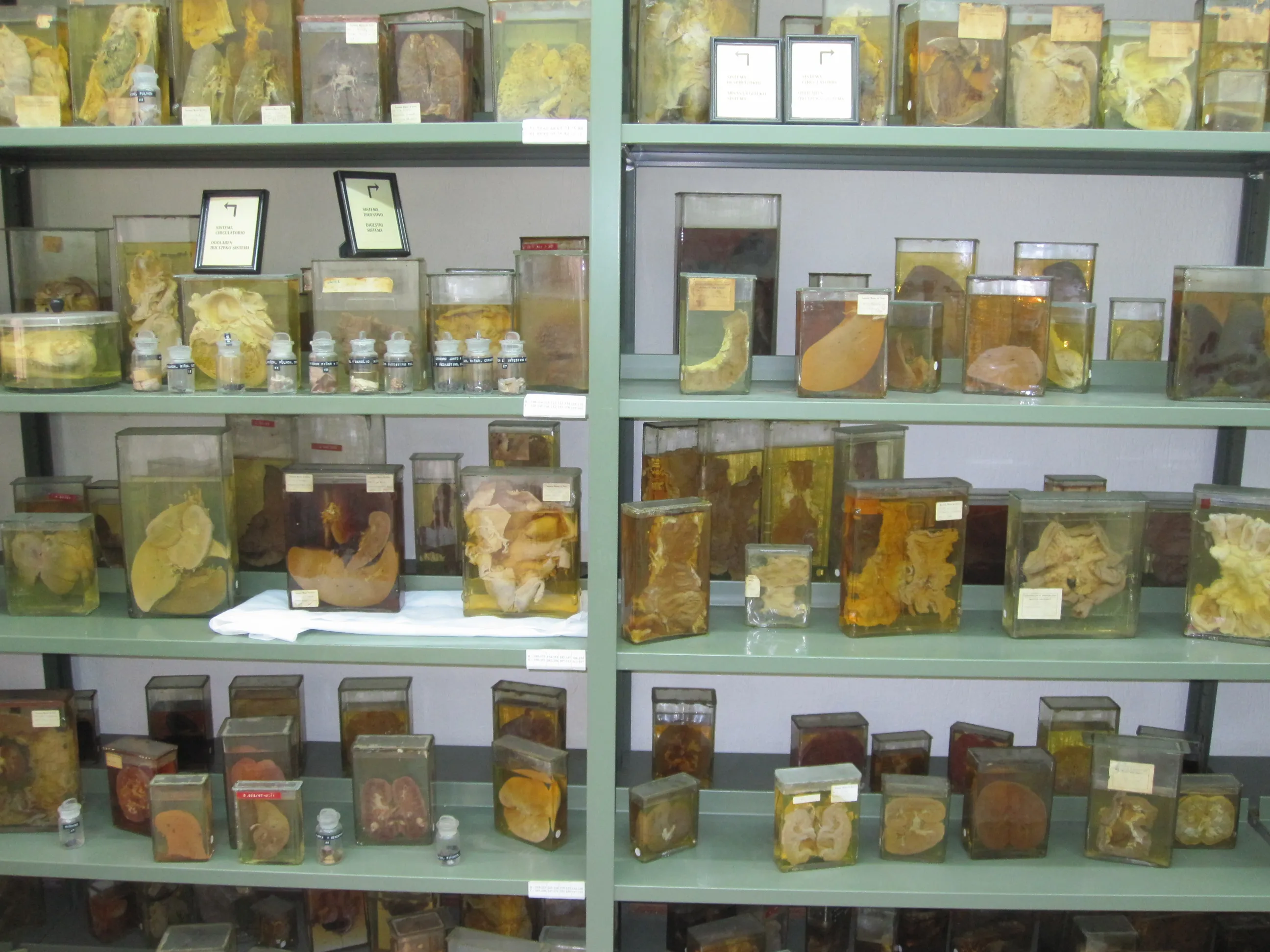 Rows of green metal shelves filled with glass jars containing preserved biological specimens in amber liquid, displayed in a museum collection room.