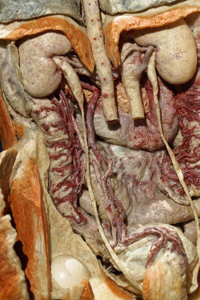 Close-up van bewaarde menselijke anatomische specimens die organen, bloedvaten en weefsellagen tonen in een medische tentoonstelling.