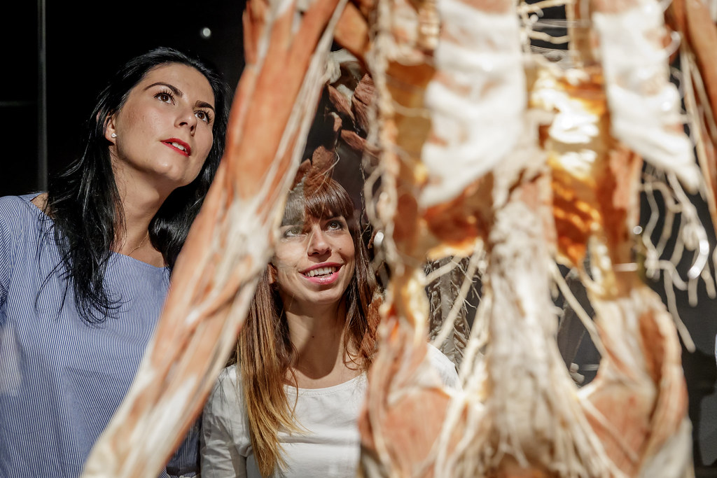 Dos personas observando especímenes anatómicos humanos preservados con estructuras musculares y nerviosas visibles en un espacio de exhibición con poca luz
