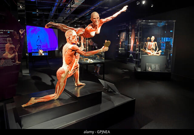 Twee geconserveerde menselijke anatomische specimens in atletische poses tentoongesteld in een schemerige tentoonstellingsruimte met andere specimens in vitrines op de achtergrond