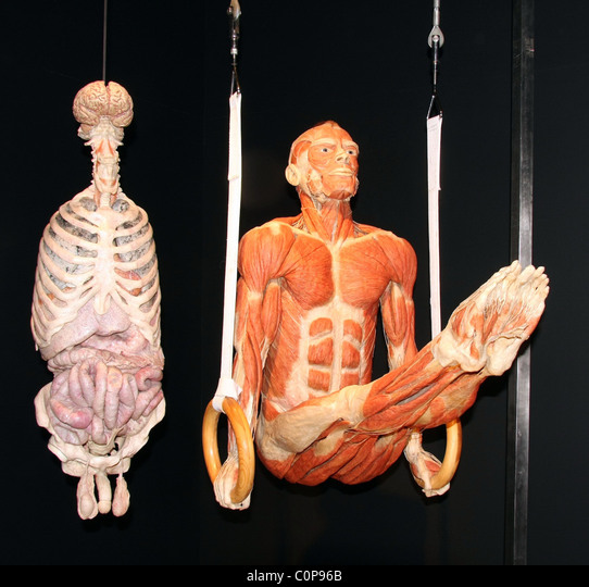 Dos especímenes anatómicos humanos conservados en exhibición: uno mostrando órganos internos y otro realizando una pose de anillas gimnásticas