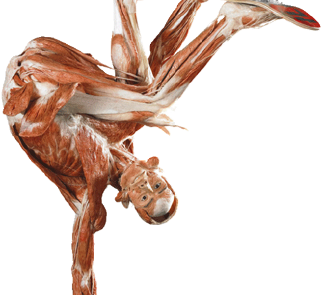 Ejemplar anatómico humano conservado en pose acrobática mostrando el sistema muscular sobre fondo negro