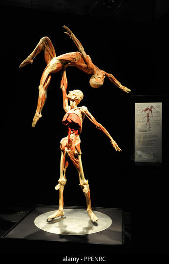 Twee geconserveerde menselijke anatomische specimens in dynamische pose; de ene figuur tilt de andere op tegen een donkere achtergrond met een informatieve display zichtbaar.