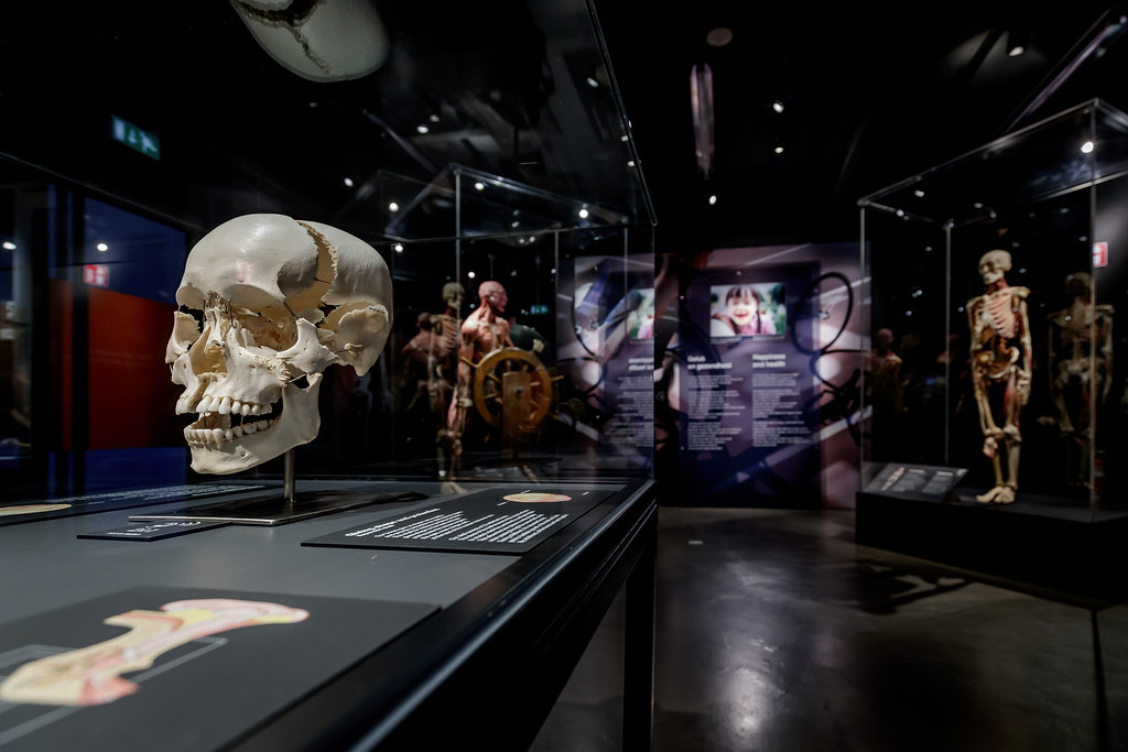 Vista interior de una exposición de anatomía con calavera humana, esqueleto y especímenes conservados expuestos en vitrinas bajo una iluminación tenue.