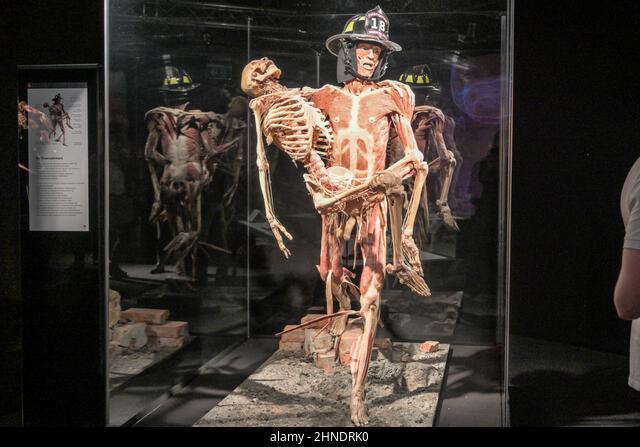 Anatomische presentatie met geconserveerde menselijke exemplaren, waaronder een brandweermanfiguur met zichtbare spieren en skelet in glazen vitrines