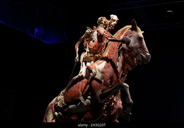Exhibición anatómica de dos especímenes humanos conservados montados sobre un caballo conservado, que muestran los sistemas musculares sobre un fondo oscuro