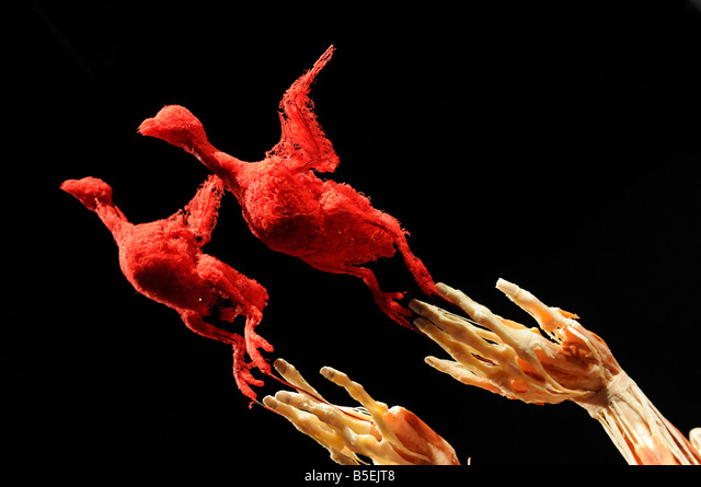 Dos especímenes anatómicos humanos rojos conservados en pose de salto con manos esqueléticas visibles sobre fondo negro
