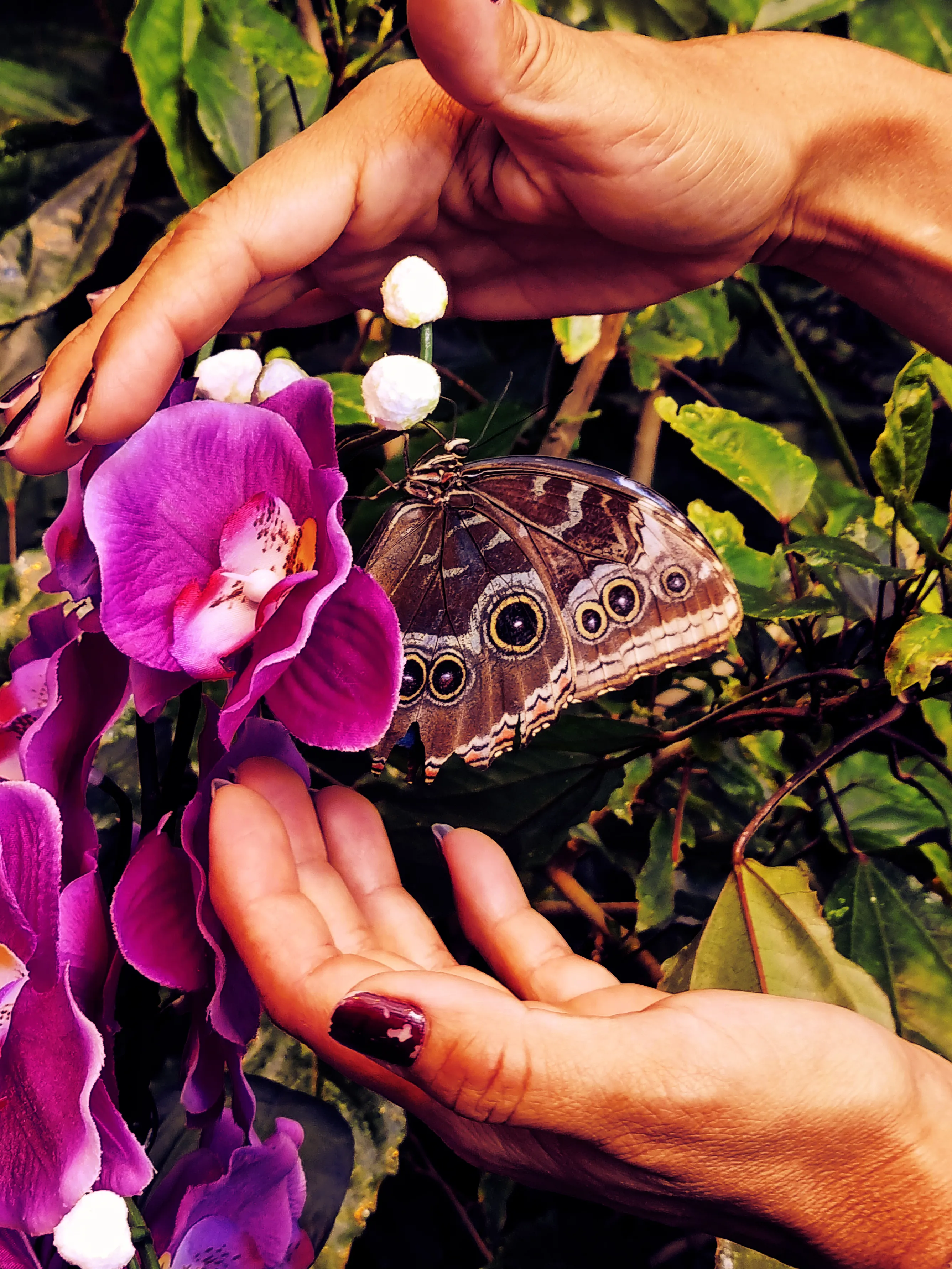 A large butterfly with eye-like patterns on its wings perched on a purple orchid, surrounded by green foliage and human hands.