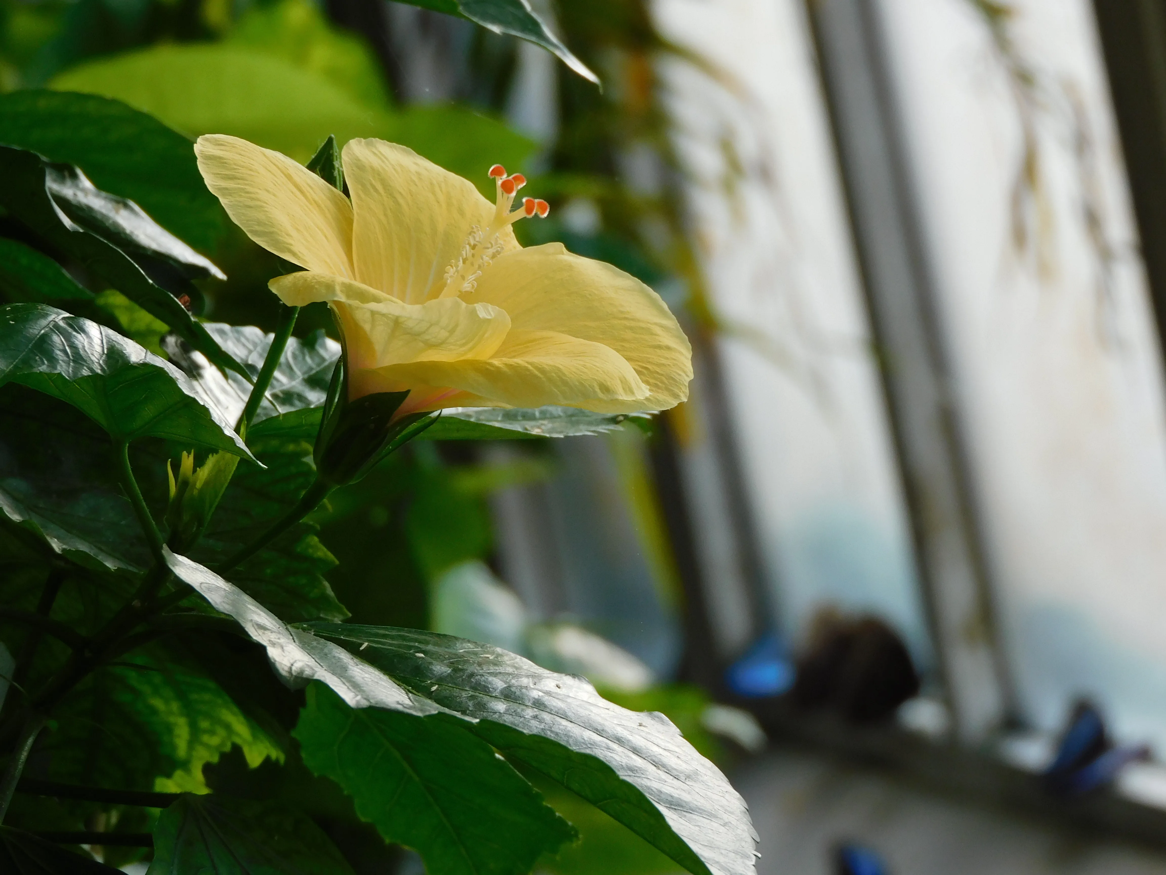 yellow hibiscus flower with green leaves in a glasshouse