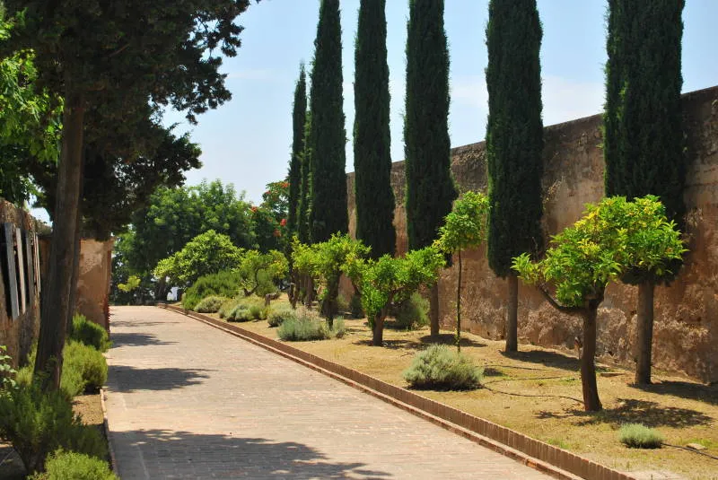 Un camino pavimentado flanqueado por altos cipreses y árboles de cítricos podados junto a un muro de piedra en el Castillo de Gibralfaro