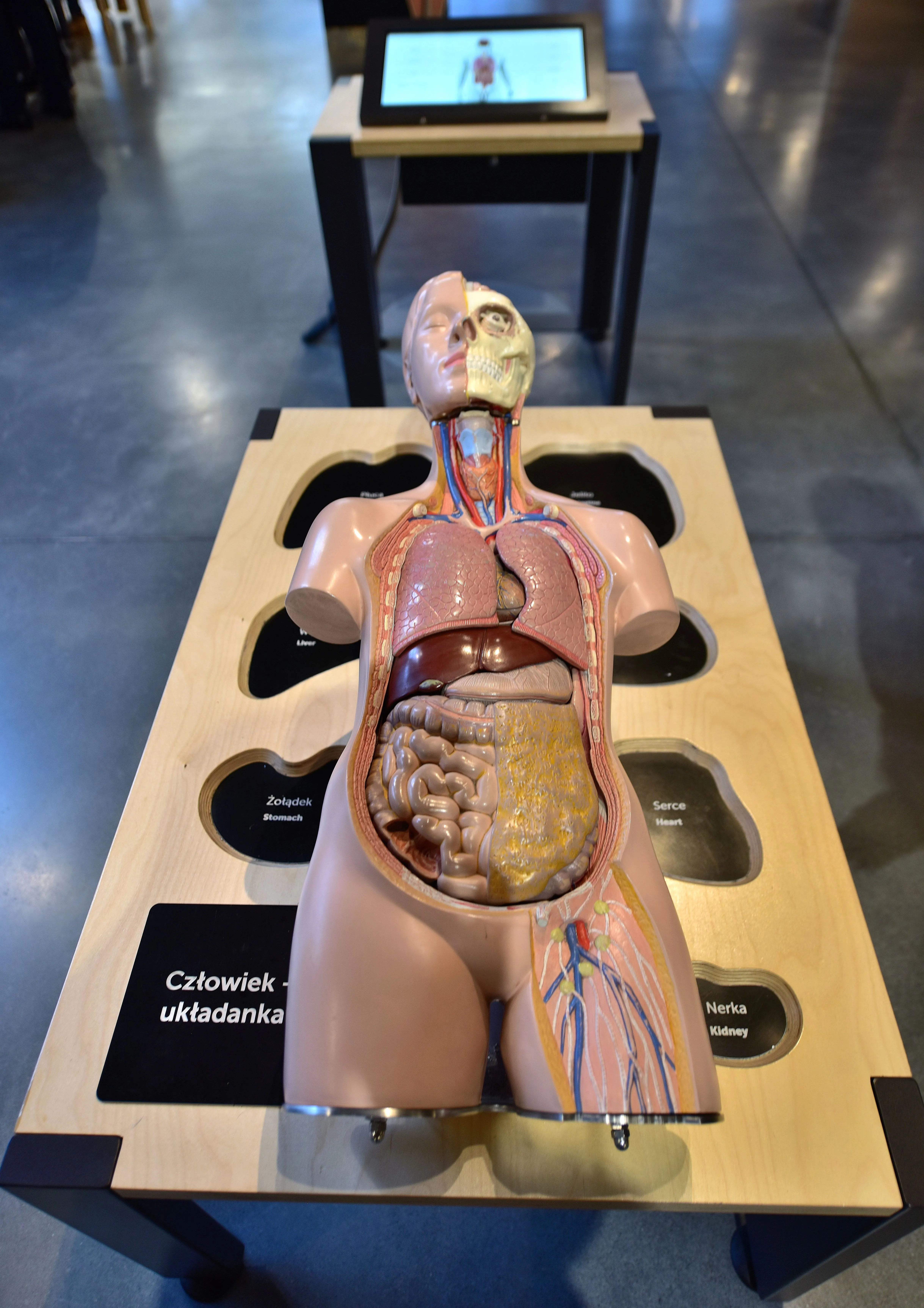 Model anatomiczny ludzkiego ciała z widocznymi narządami wewnętrznymi, wystawiony na drewnianym podeście z etykietami tekstowymi.