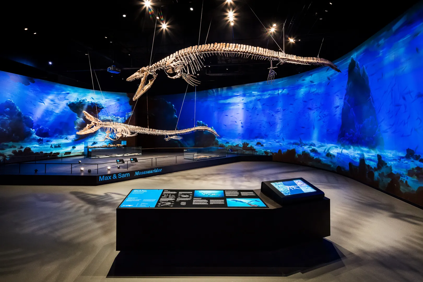 Dinosaur skeletons suspended in a museum exhibit with a blue ocean backdrop and interactive display tables
