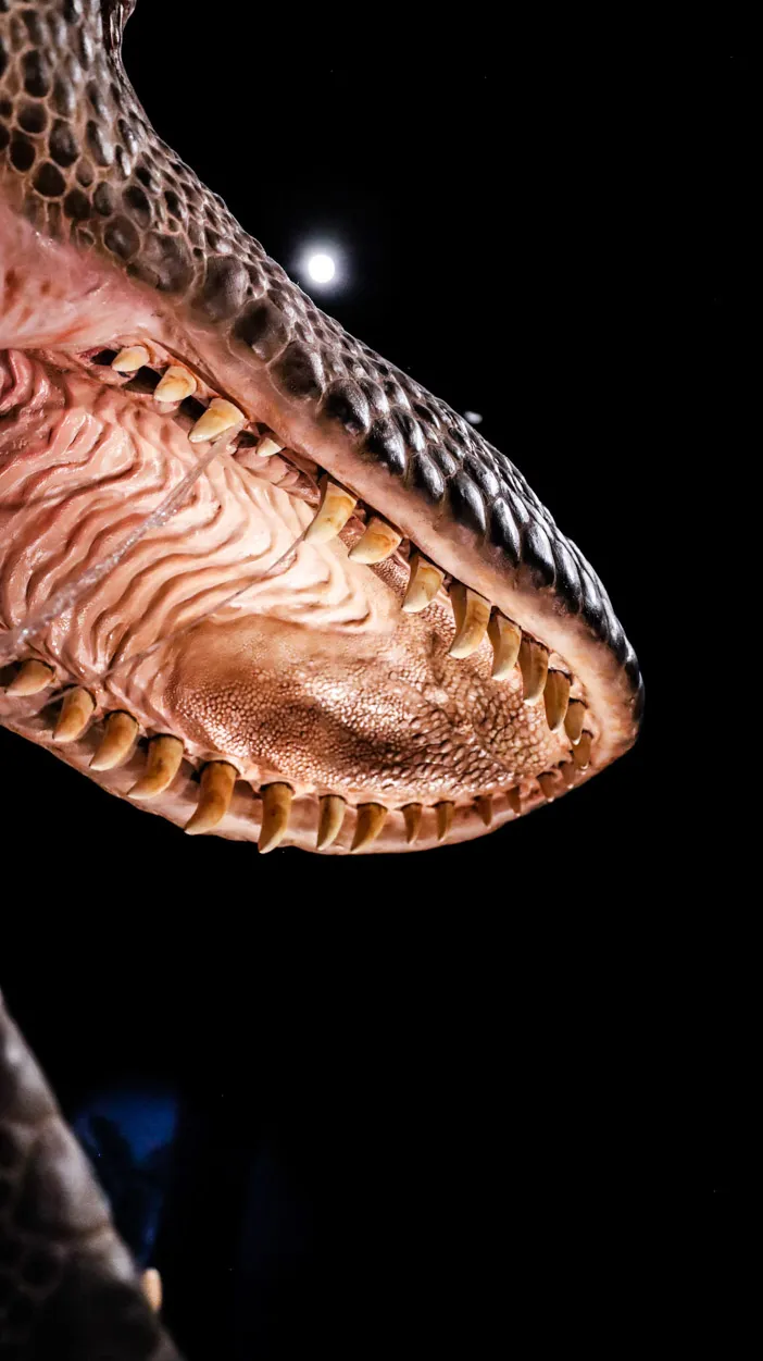 zbliżenie otwartej paszczy modelu dinozaura z ostrymi zębami i teksturowaną skórą