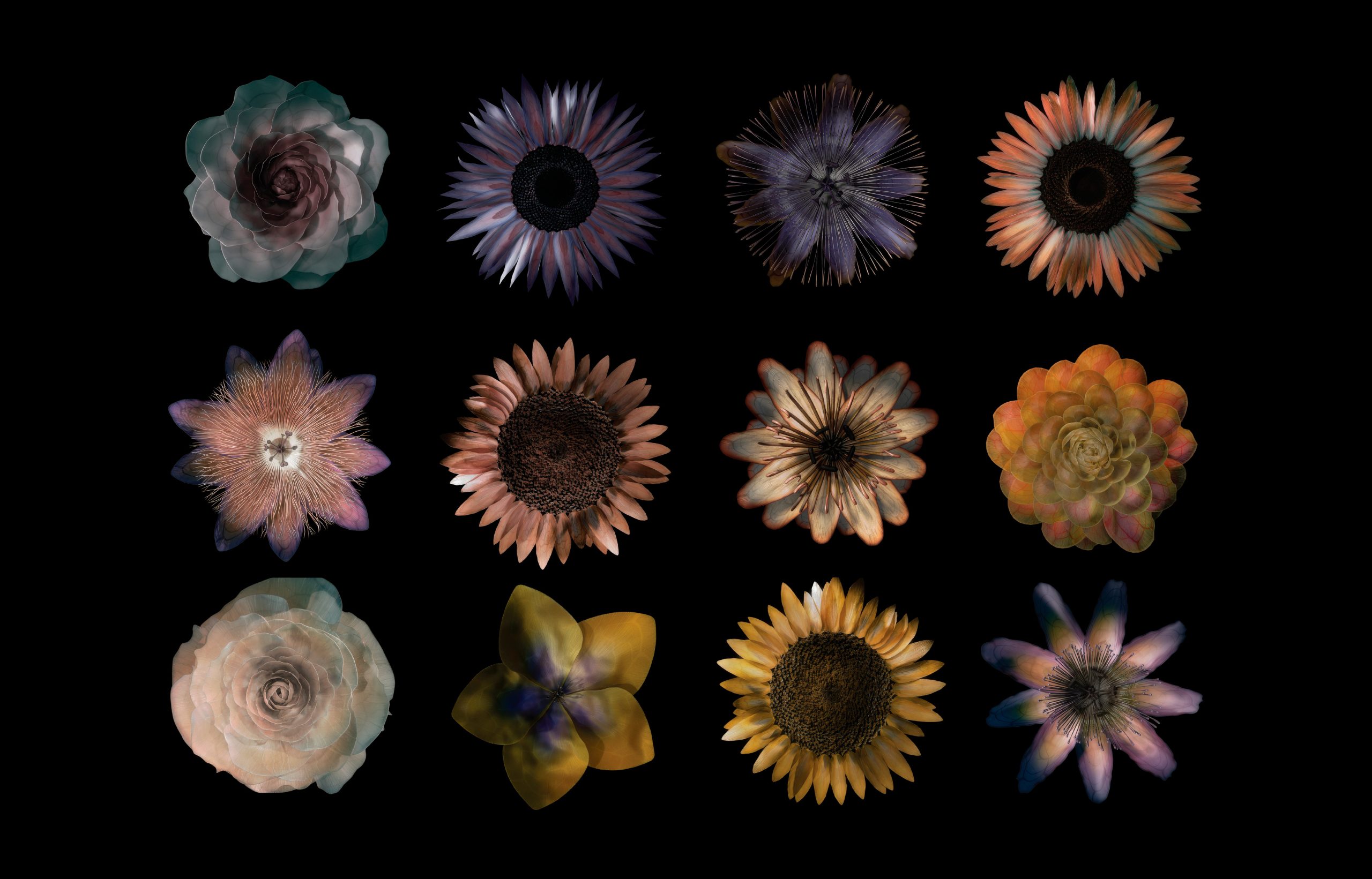 Twelve colorful, abstract floral digital artworks arranged in a 3x4 grid on a black background