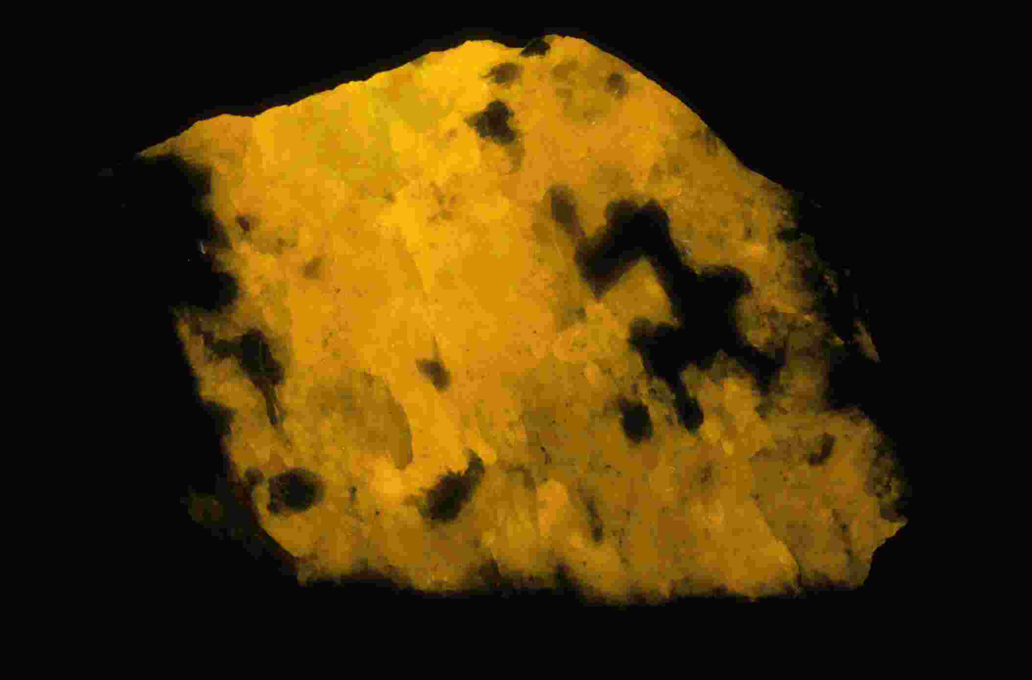 Glowing yellow fluorescent mineral with dark inclusions against black background