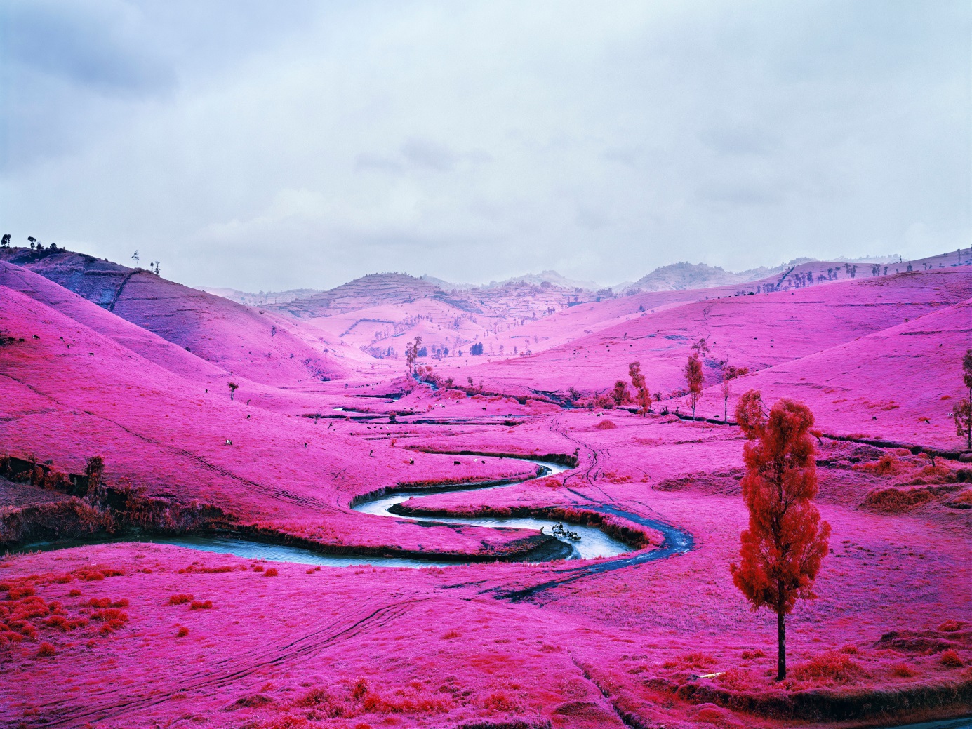 Pink-hued landscape with winding river, rolling hills, and a single red tree under overcast sky