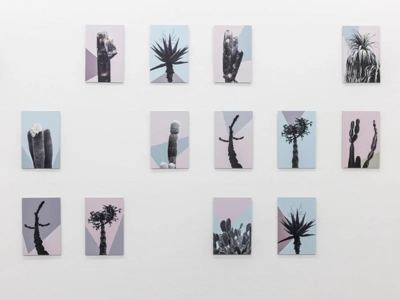 Una pared de galería blanca que muestra una cuadrícula dispersa de pequeñas pinturas rectangulares, cada una con una silueta de cactus negro sobre formas geométricas en rosa pastel, azul y gris.