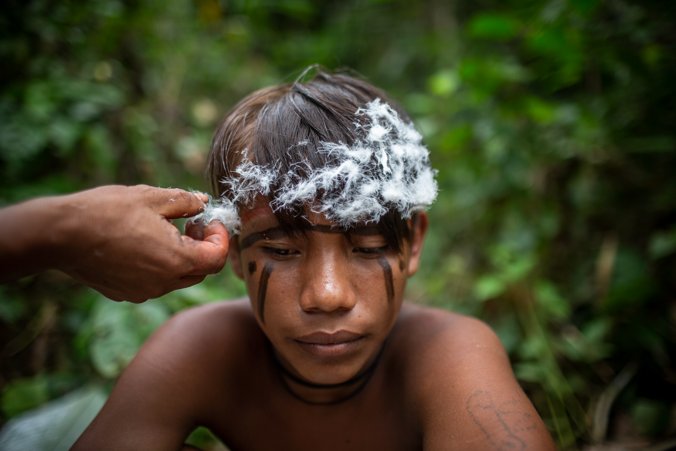 Retrato en primer plano de una persona indígena joven con pintura facial oscura recibiendo un adorno de pluma blanca en la cabeza en un entorno de bosque frondoso