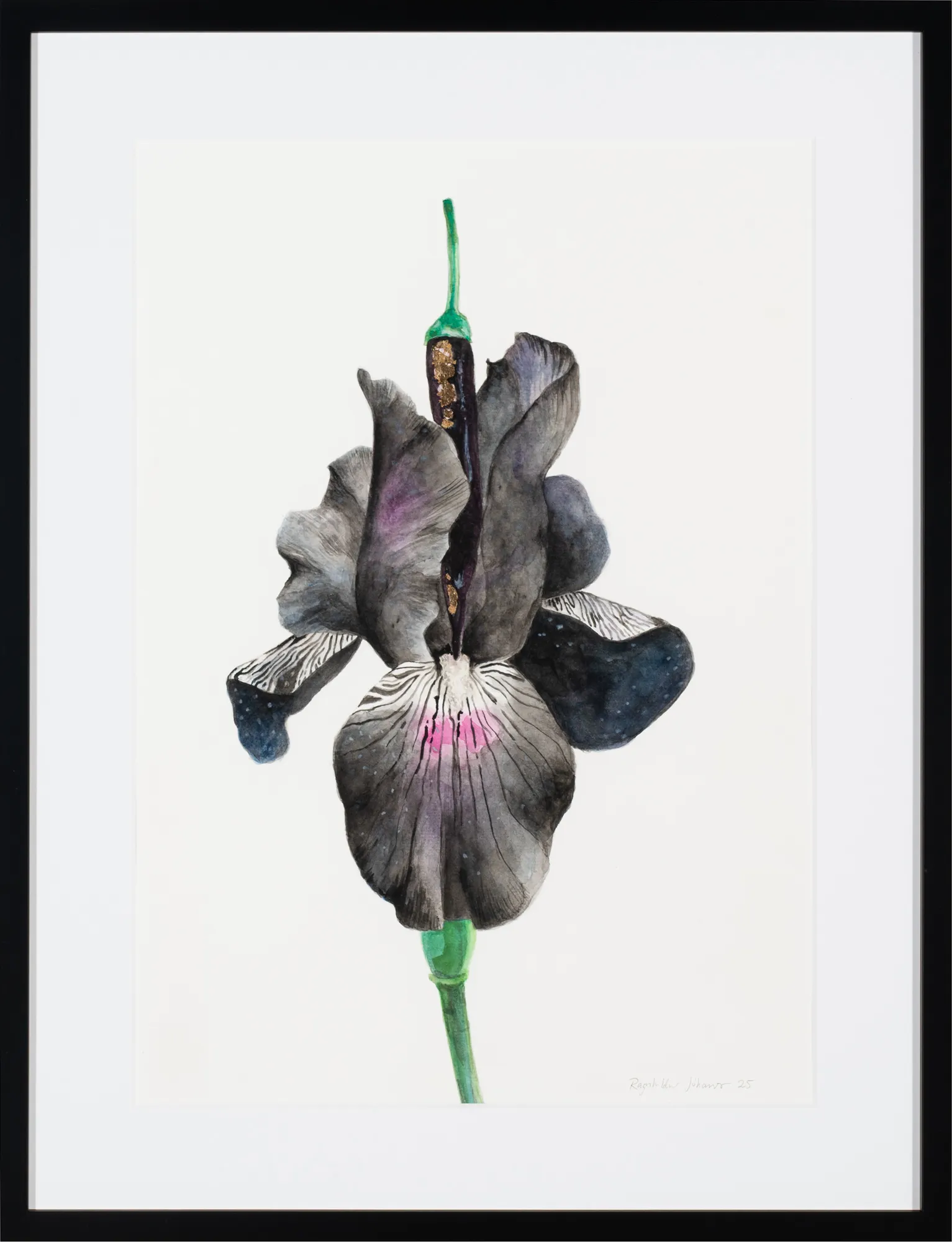 Obra de arte enmarcada que representa una flor de iris oscura con detalles en morado y rosa sobre un tallo verde frente a un fondo blanco