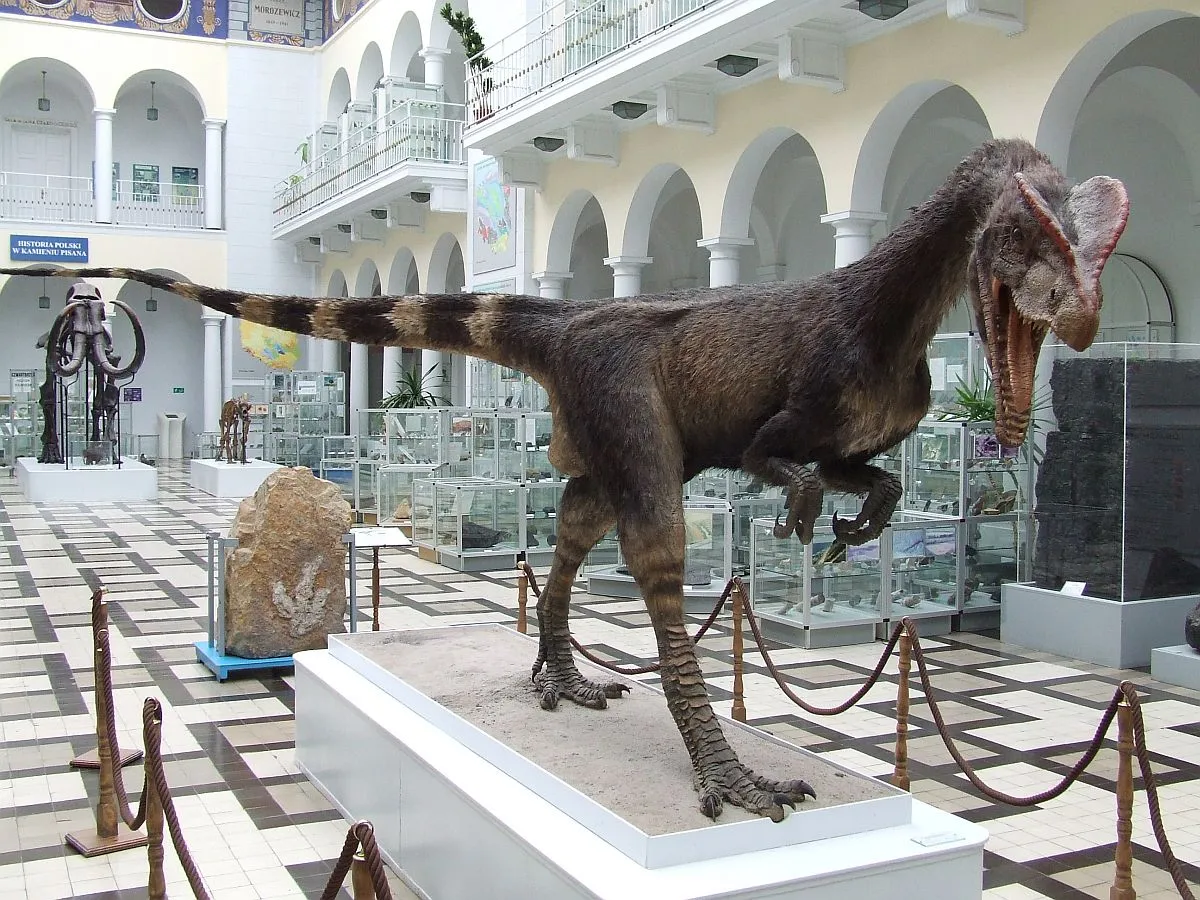Wystawa szkieletu dinozaura w sali muzealnej z łukowymi oknami i gablotami