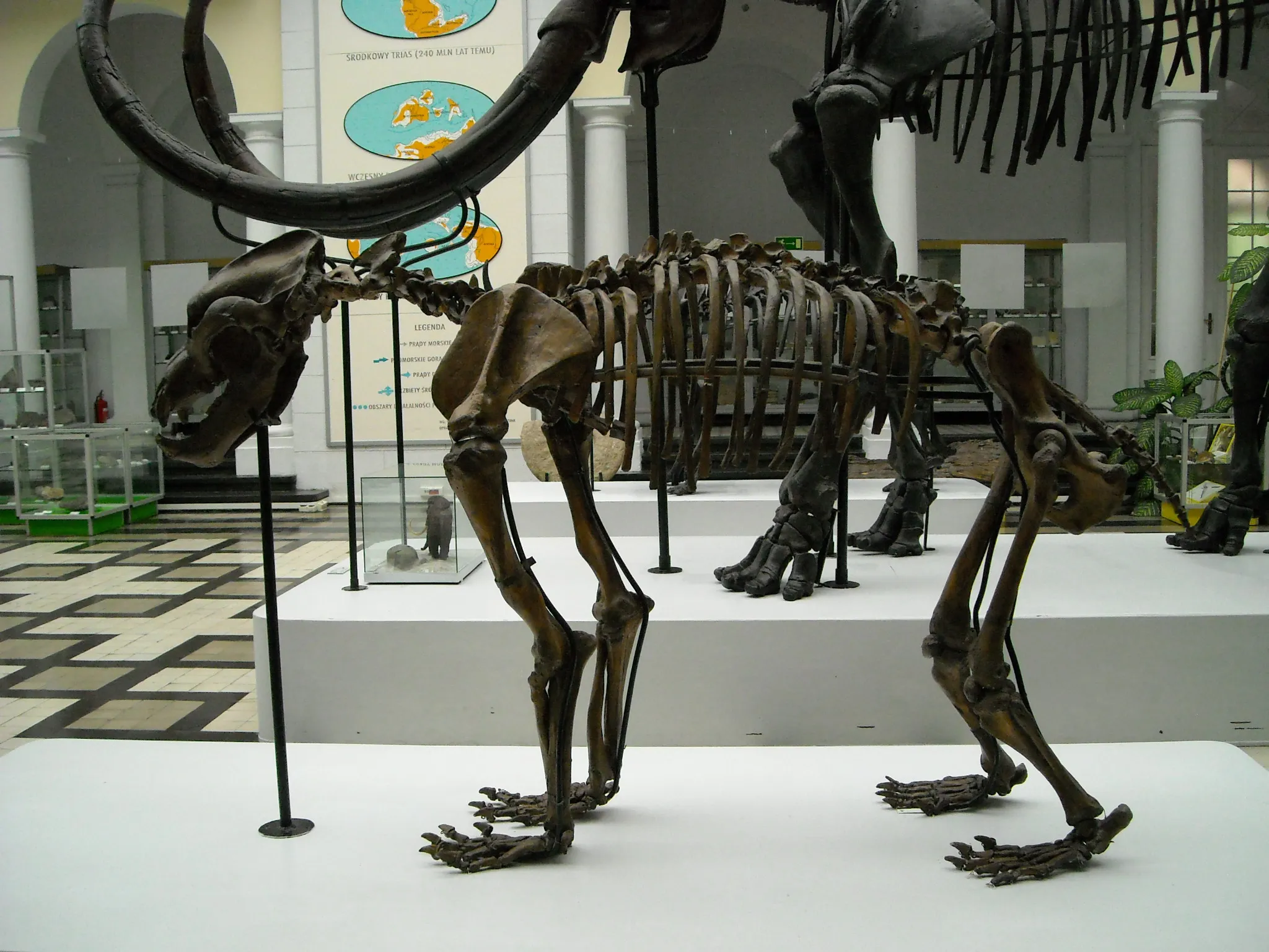 Szkielet jaskiniowego niedźwiedzia na wystawie w muzeum