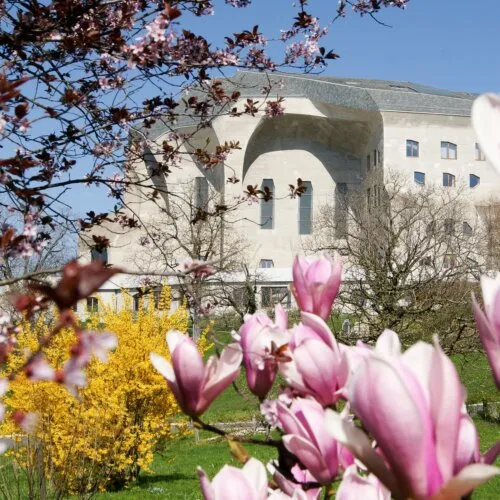 El edificio del Goetheanum en Dornach, visto a través de magnolias rosadas y forsitias amarillas en flor durante la primavera.