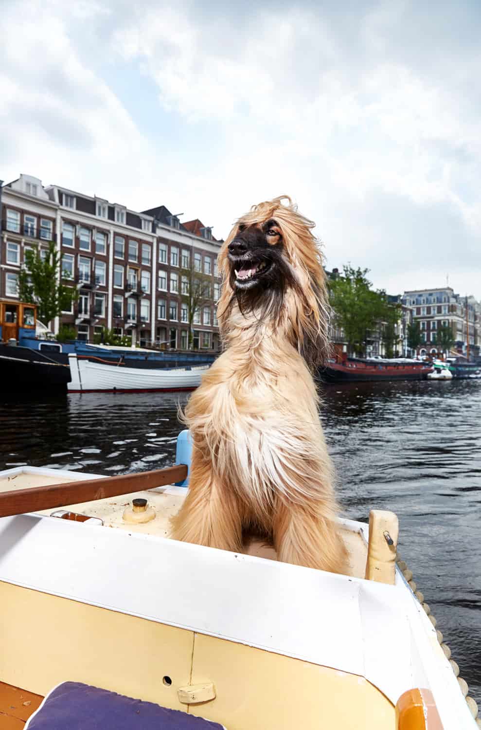 Perro esponjoso de color marrón claro sentado en un bote en un canal de Ámsterdam con edificios históricos y otros barcos al fondo