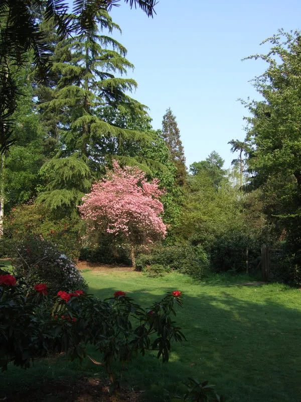 Tuinlandschap in Harcourt Arboretum met een roze bloeiende boom omringd door hoge naaldbomen, een groen gazon en rode rododendrons op de voorgrond
