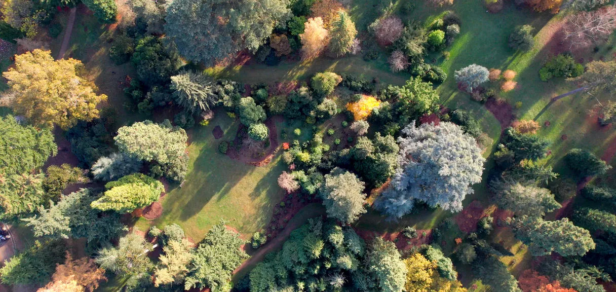Luchtfoto van een weelderig arboretum met diverse bomen, kronkelende paden en groene gazons.