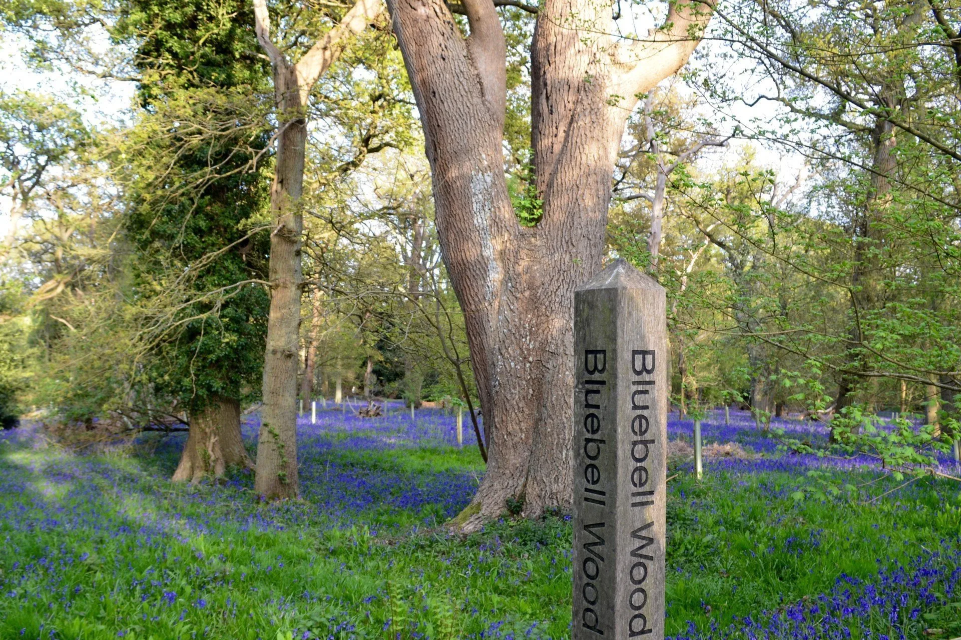 Een stenen wegwijzer met het opschrift 'Bluebell Wood' staat voor een grote boom in een bos dat bedekt is met een tapijt van blauwe bloemen.