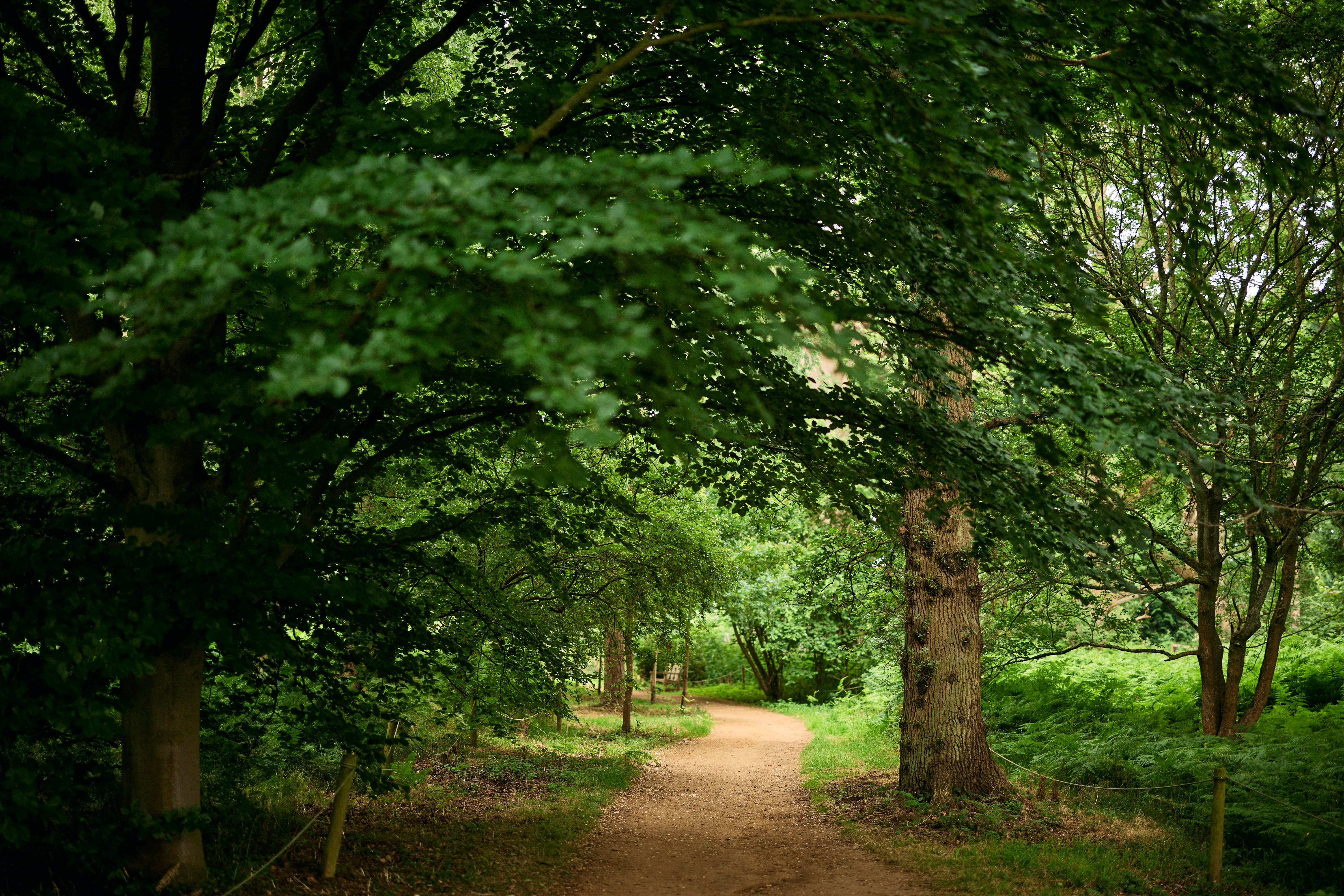 Een slingerend zandpad door een weelderig groen bos met volwassen bomen die een natuurlijk bladerdak vormen.