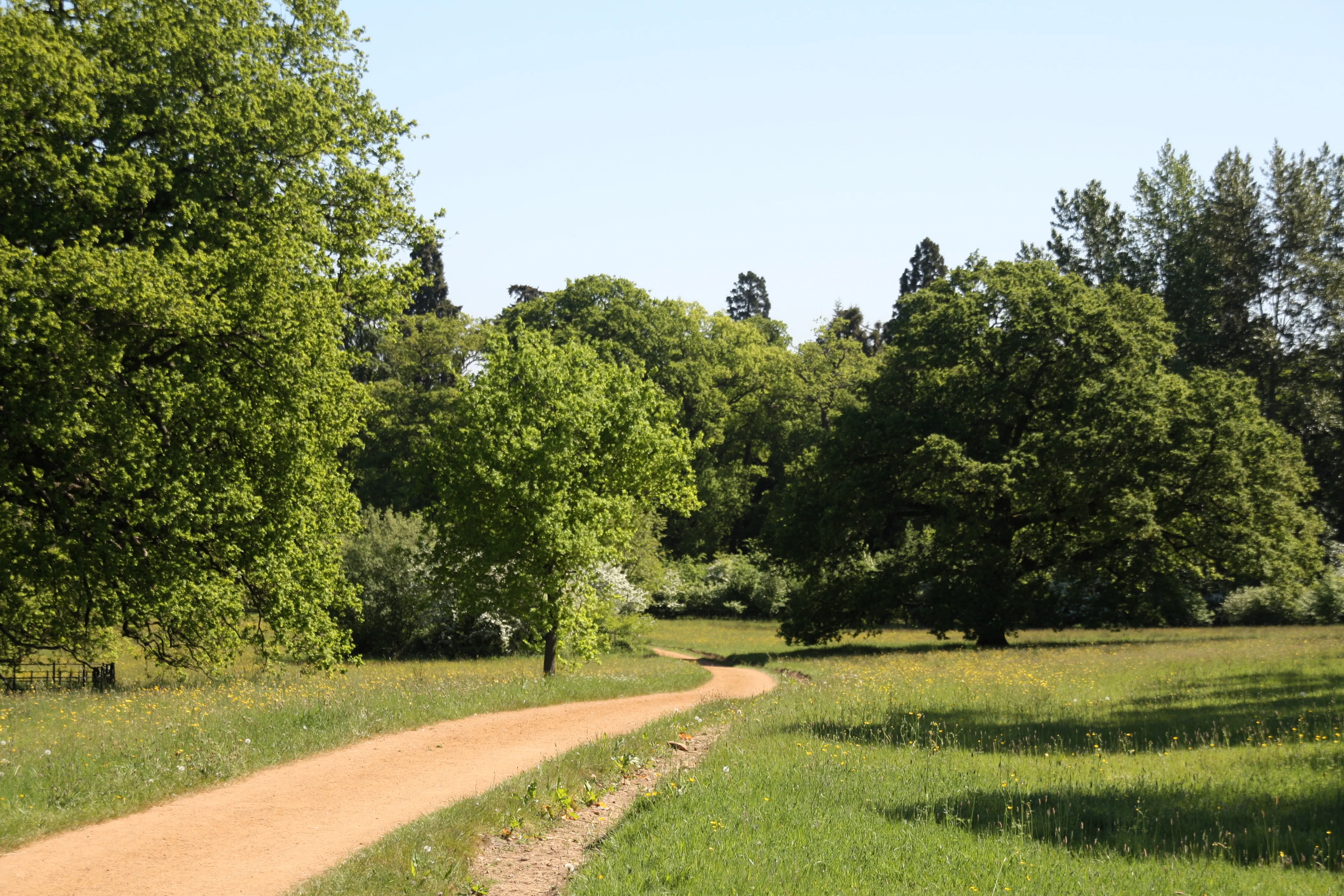 Een slingerend zandpad kronkelt door een grasweide omringd door volwassen groene bomen onder een heldere hemel in Harcourt Arboretum