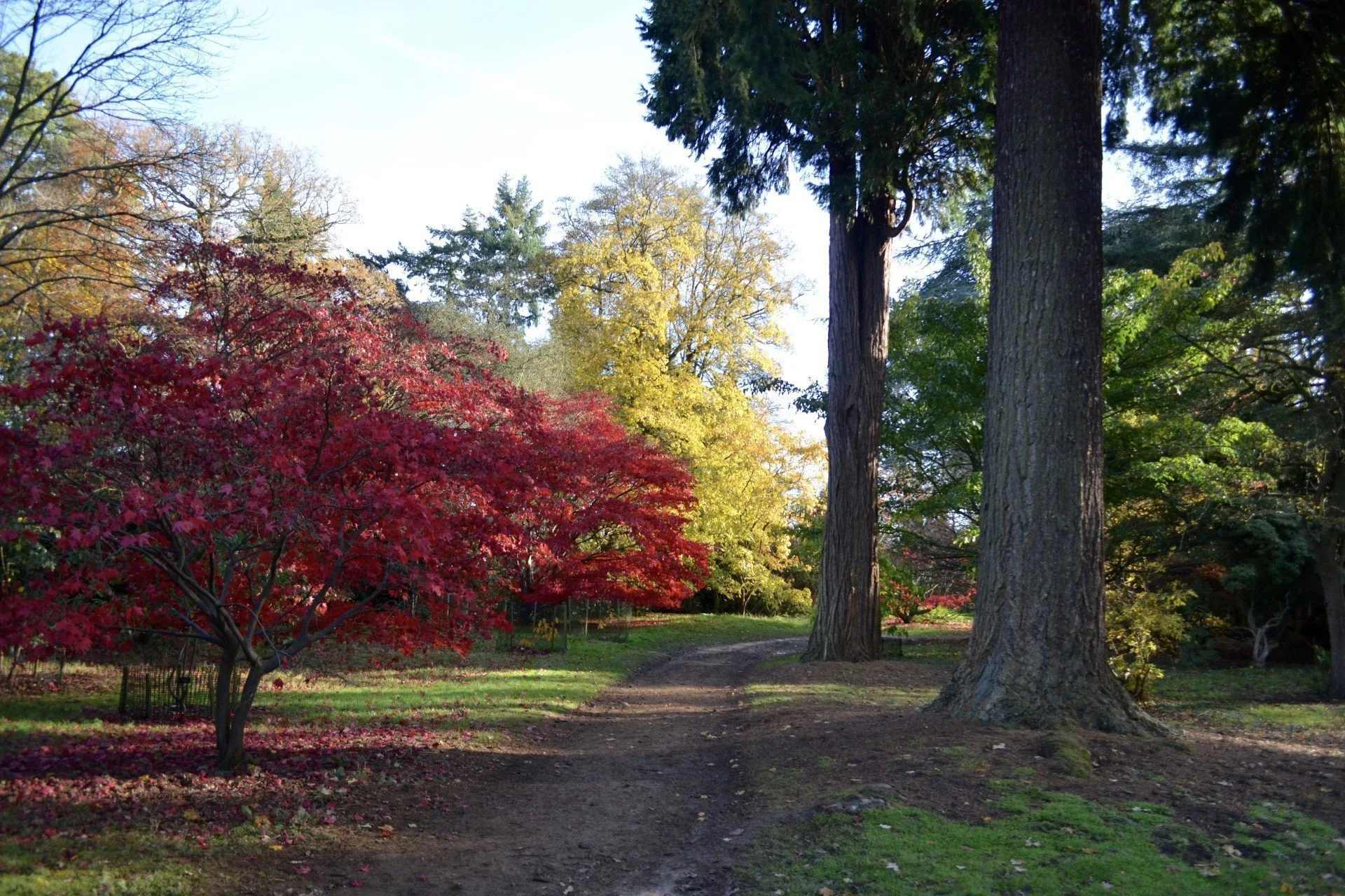Een onverhard pad dat door een arboretum slingert met hoge naaldbomen en een felroodbladige boom in de herfst.
