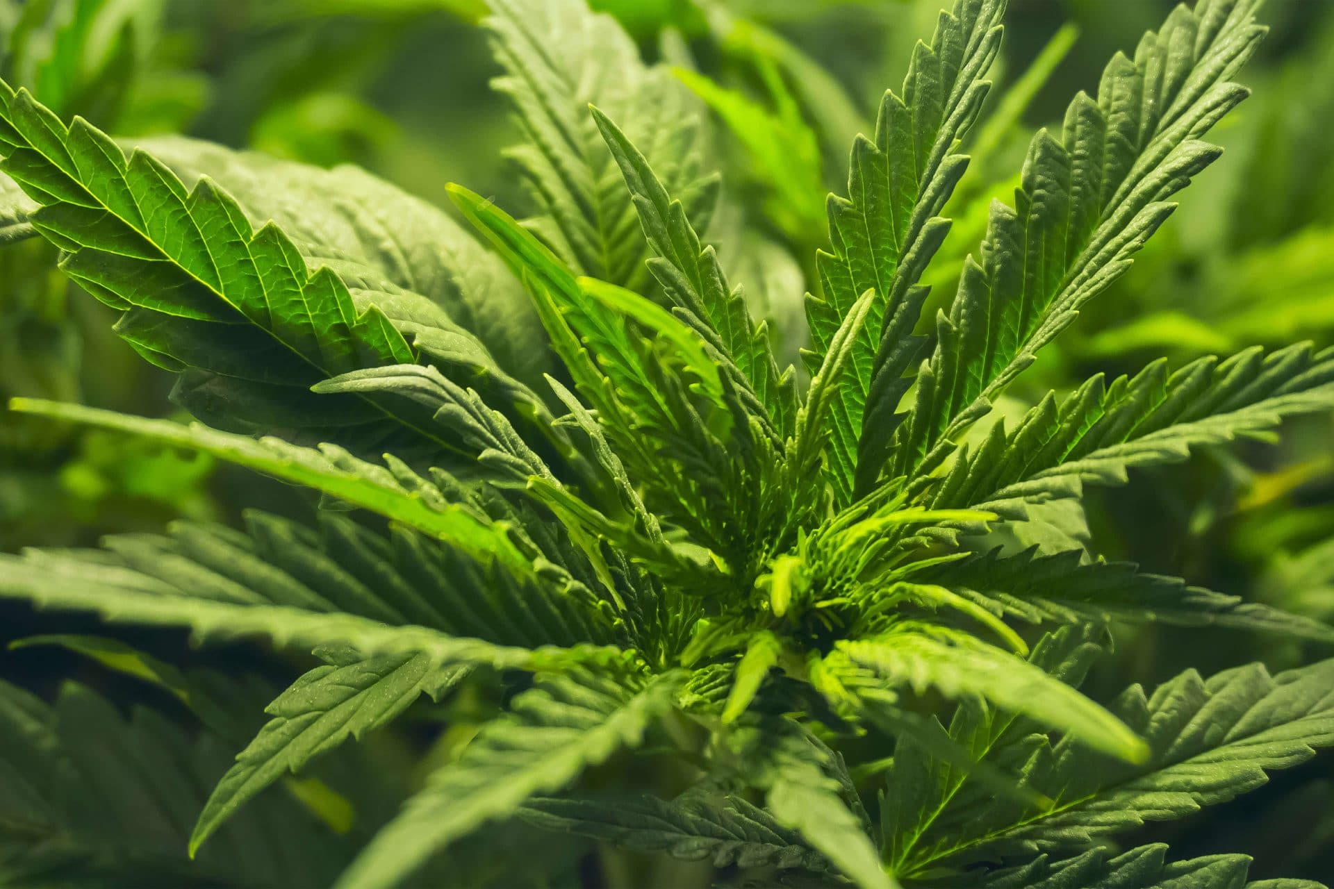 Close-up of vibrant green cannabis leaves with serrated edges, showing the characteristic fan shape of the plant.