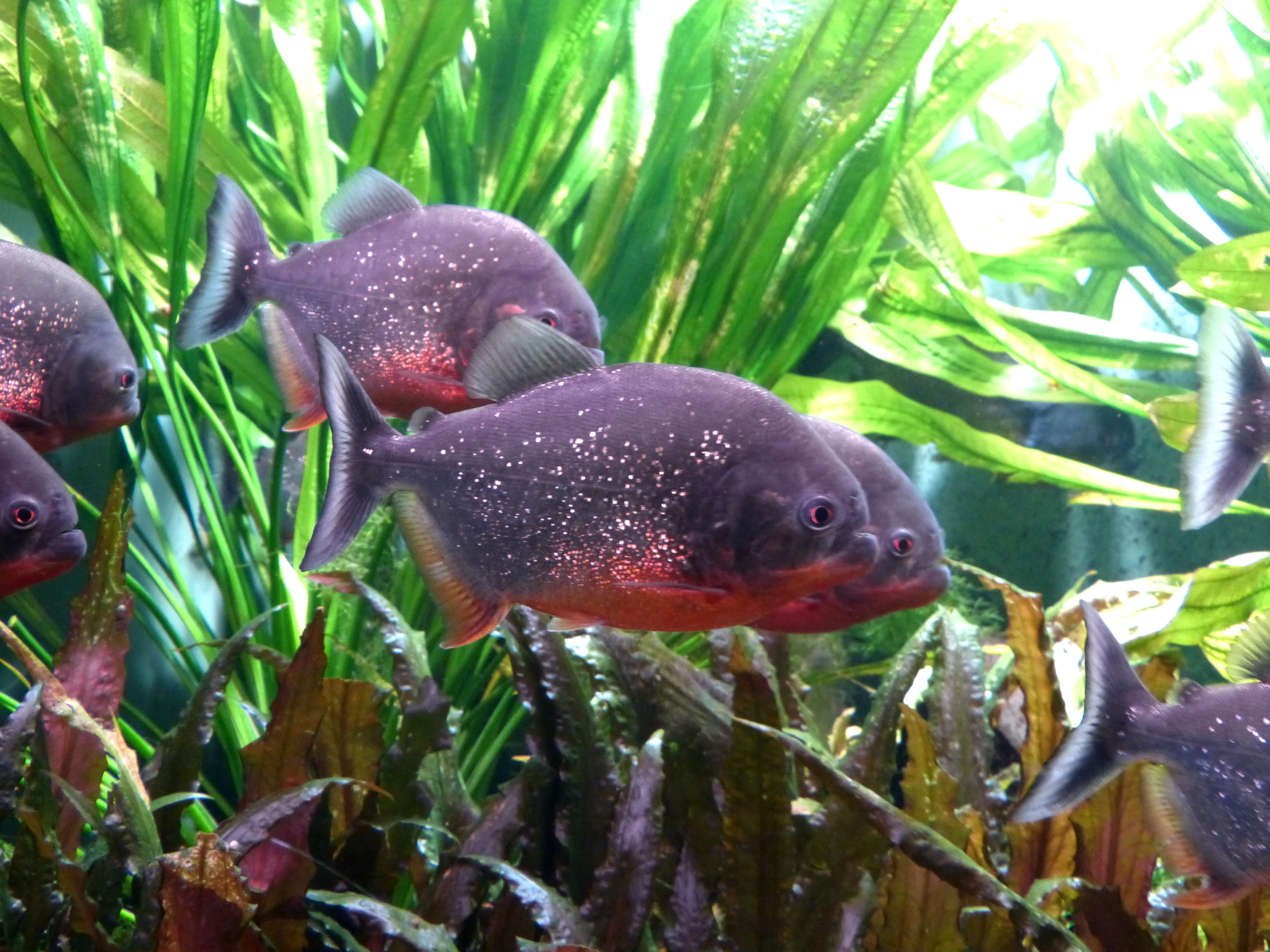 Pirañas de vientre rojo nadando en un acuario entre plantas acuáticas verdes