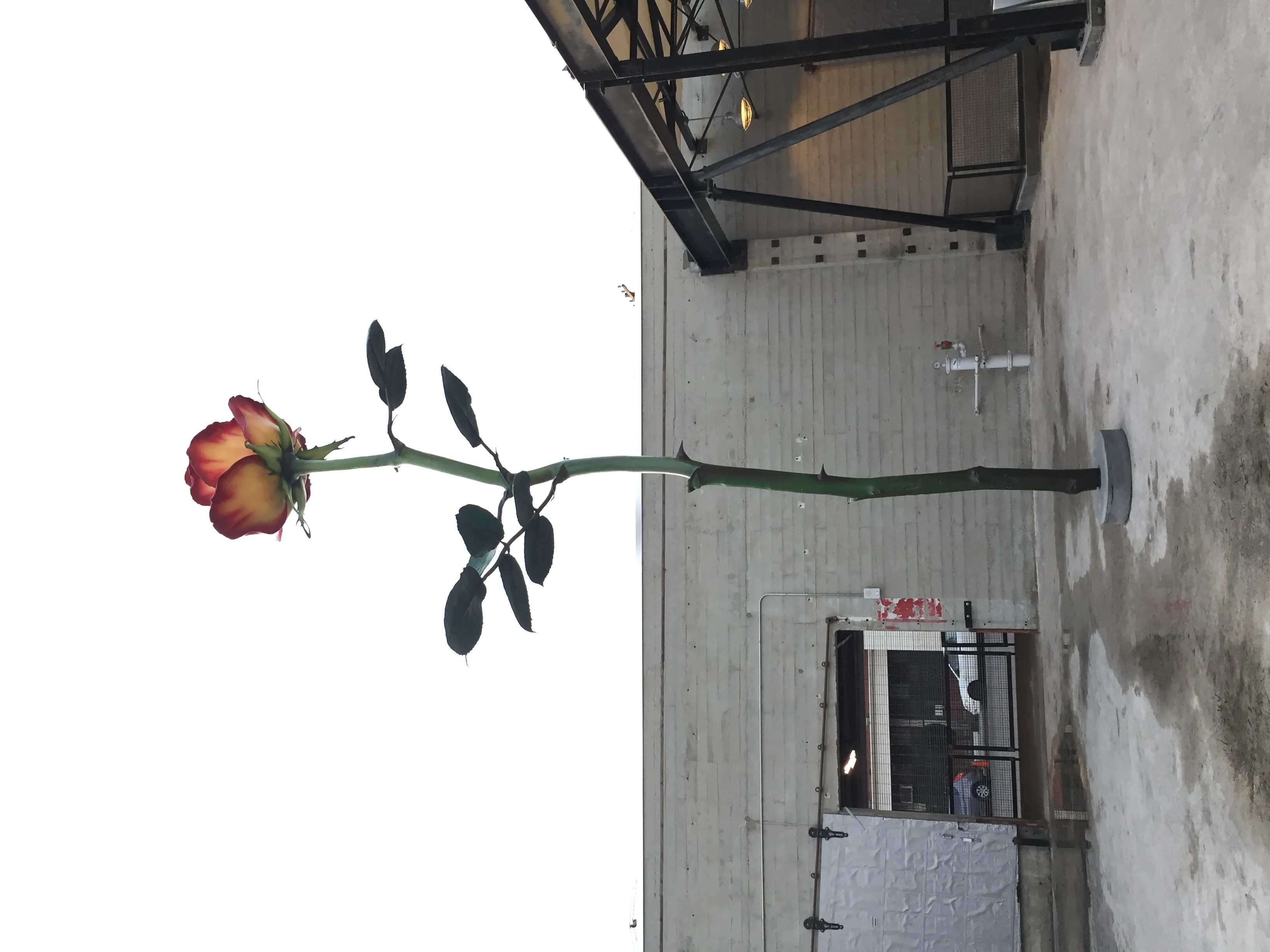 Una gran escultura de una rosa de tallo largo con pétalos rojos y amarillos se encuentra frente a un edificio gris con una entrada de cristal.