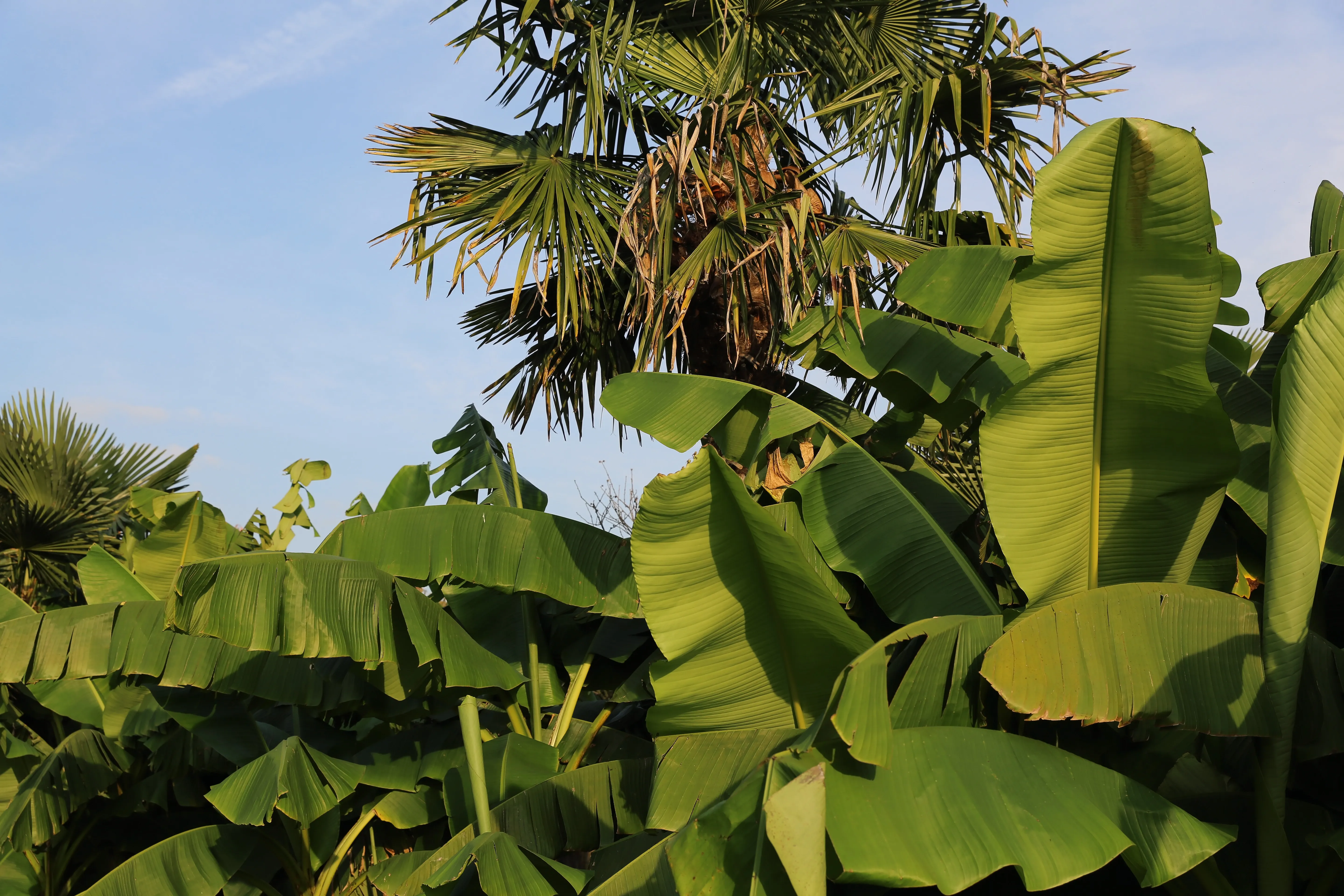 tropical plants with large green leaves and palm trees under a blue sky