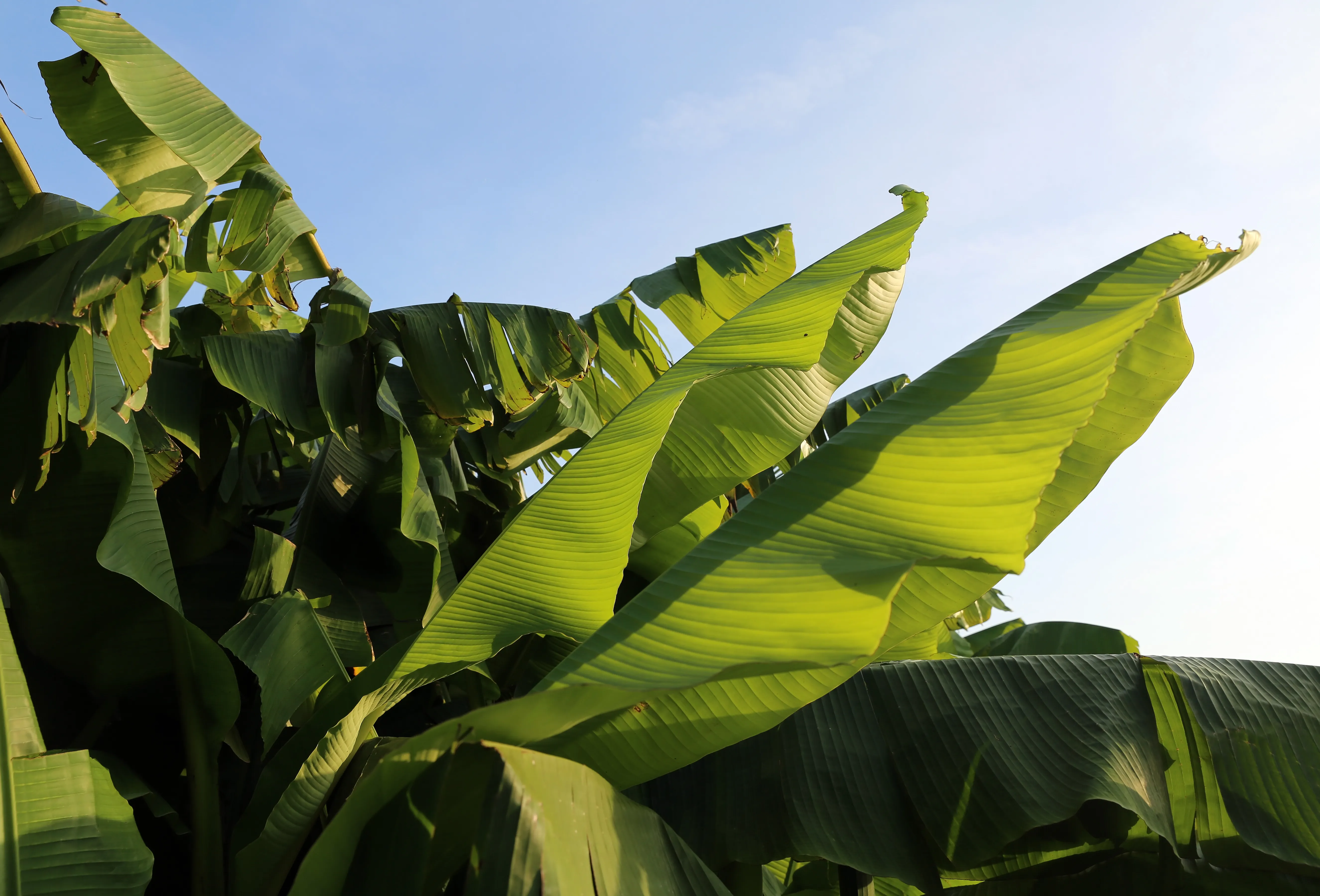 large green banana leaves against a blue sky