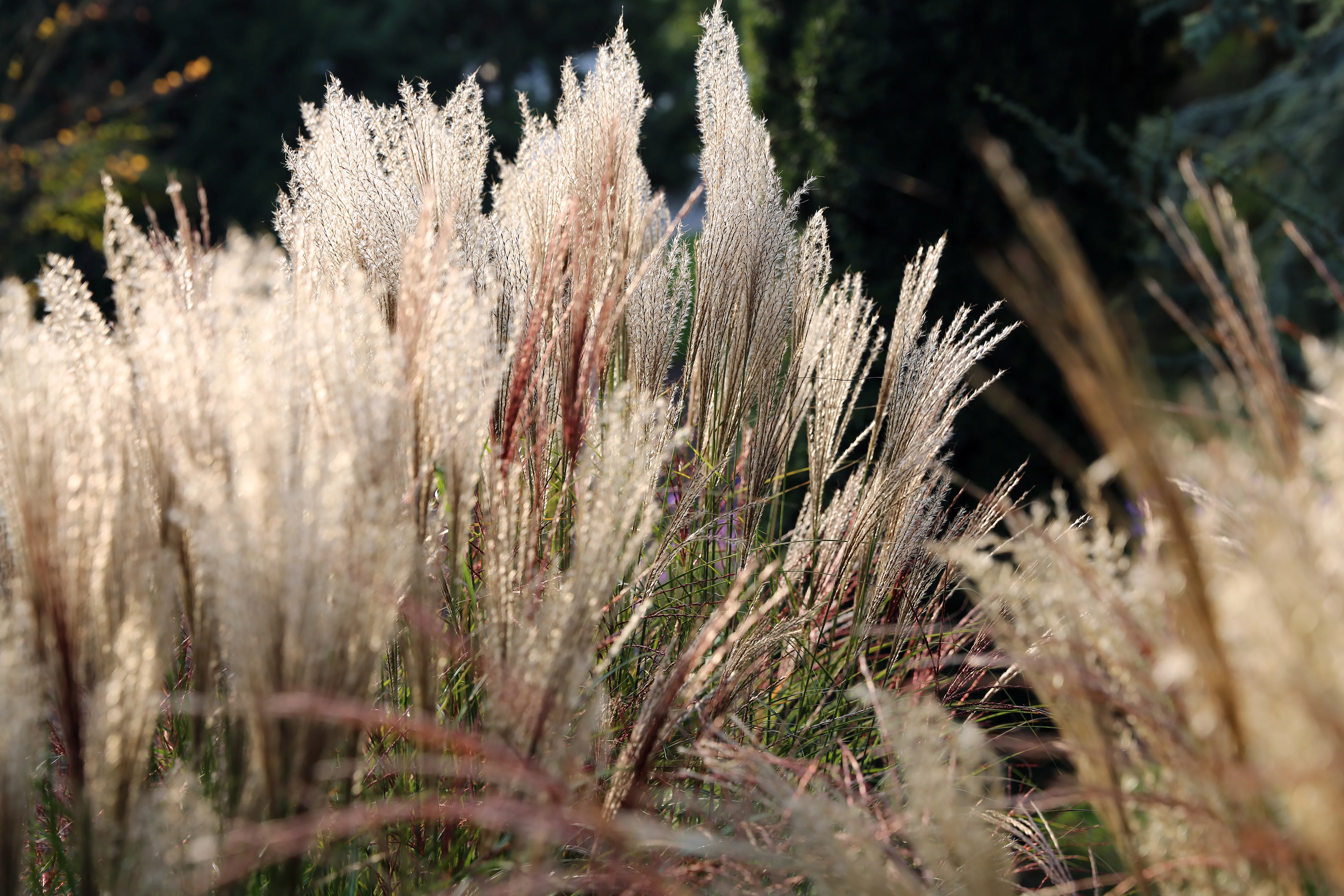 close-up of ornamental grasses with feathery plumes in soft light
